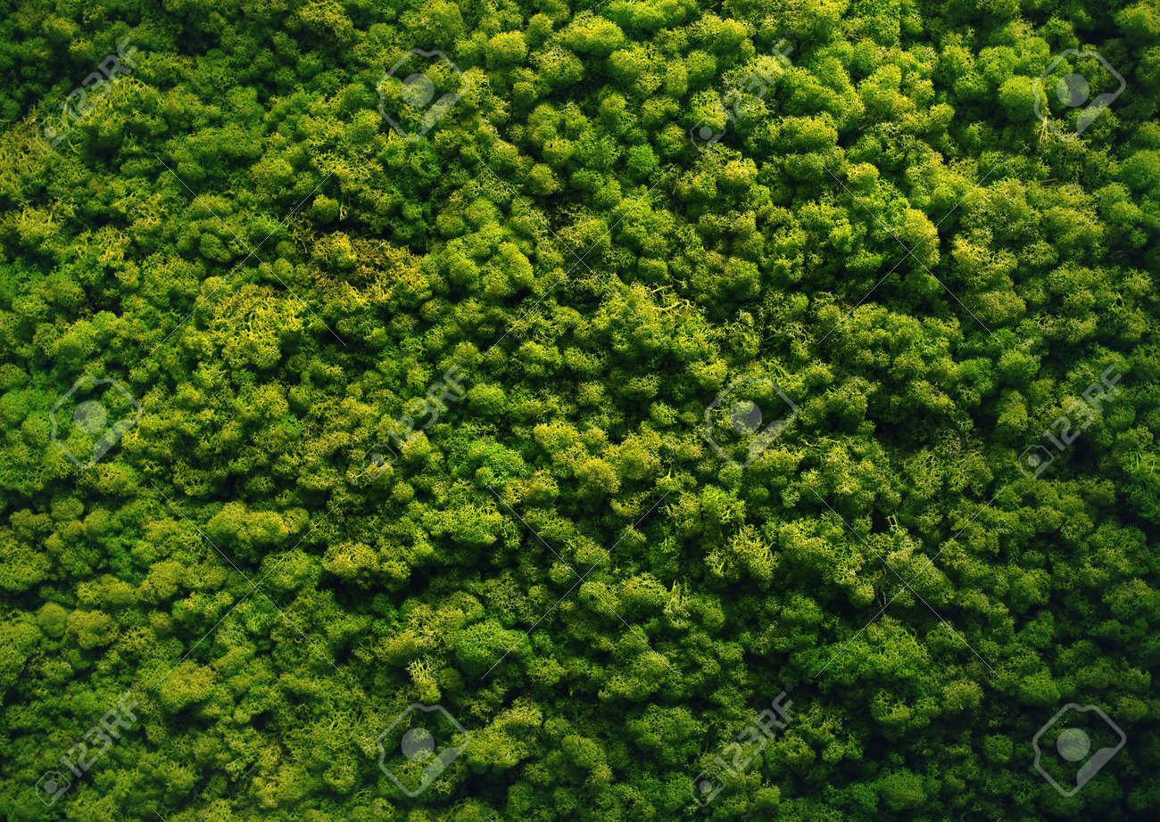 green moss background wall texture stock photo picture and royalty