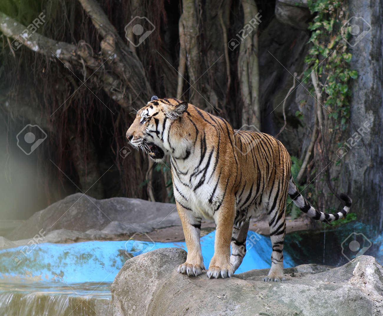 etiam-dictum-ipsum-a-felis