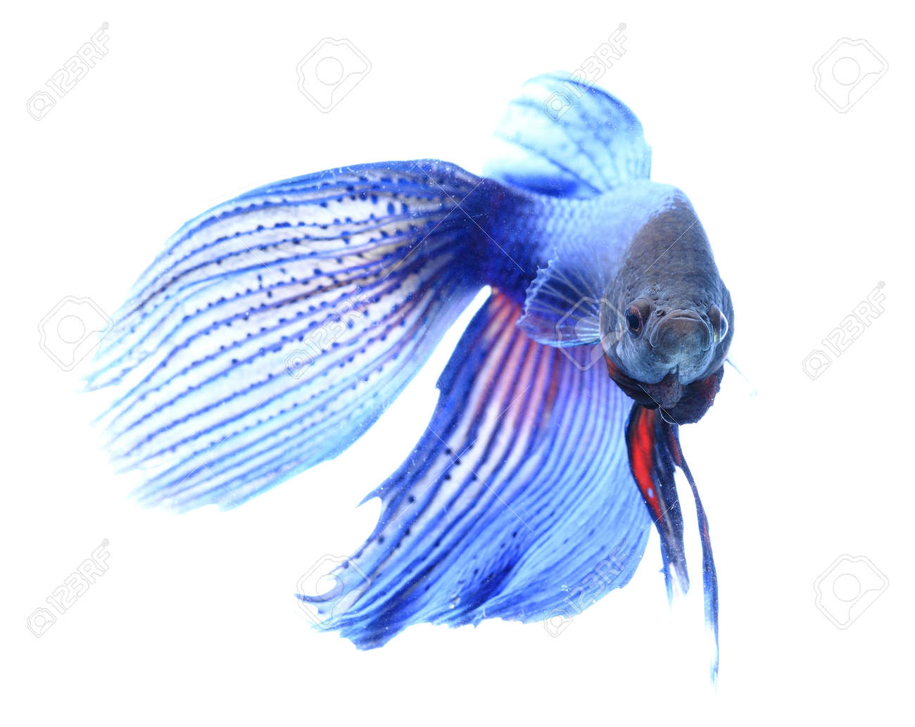 シャムの戦いの魚 白い背景で隔離のベタ の写真素材 画像素材 Image