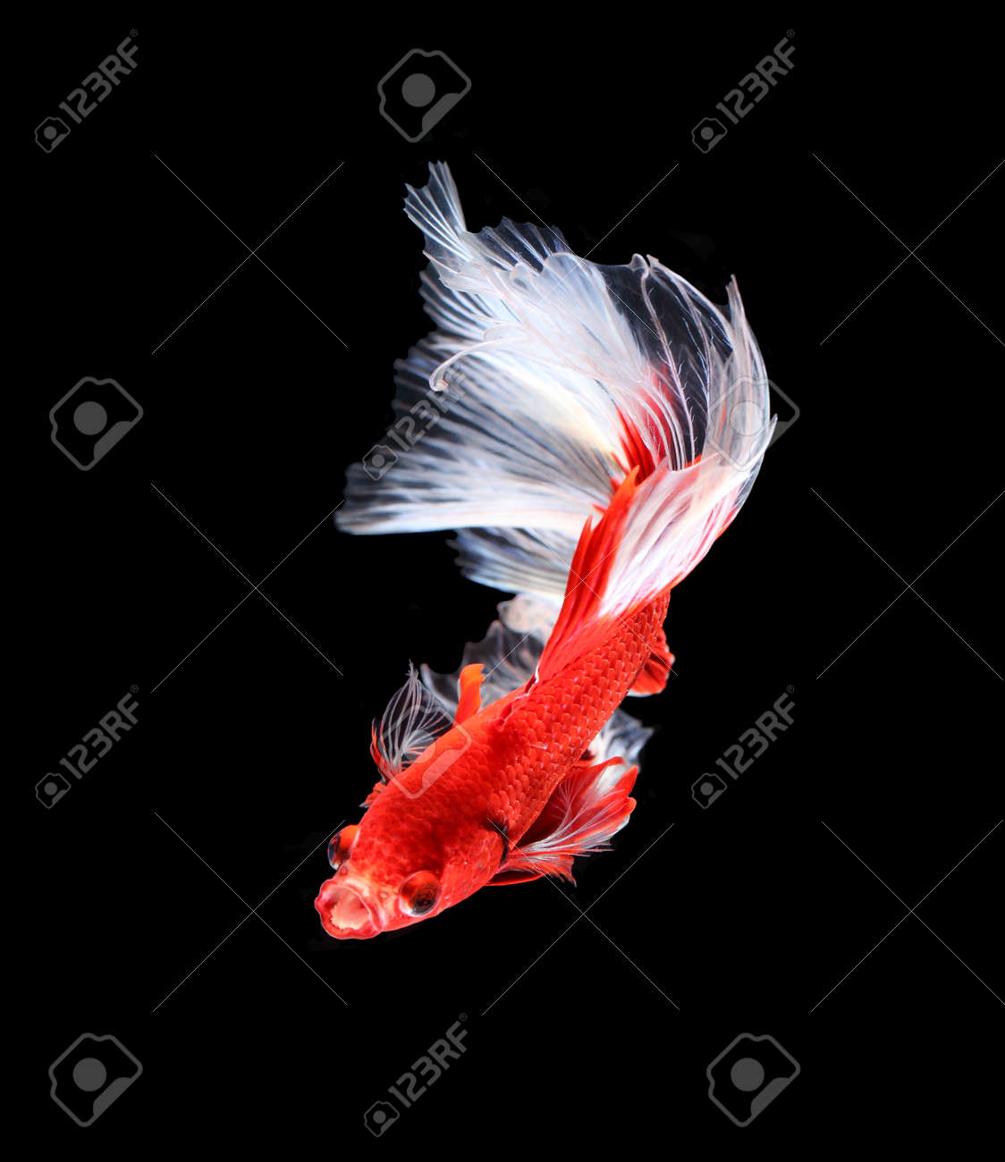 ハーフムーン 赤と白のシャムの戦いの魚 黒い背景に分離の Betta の魚 の写真素材 画像素材 Image