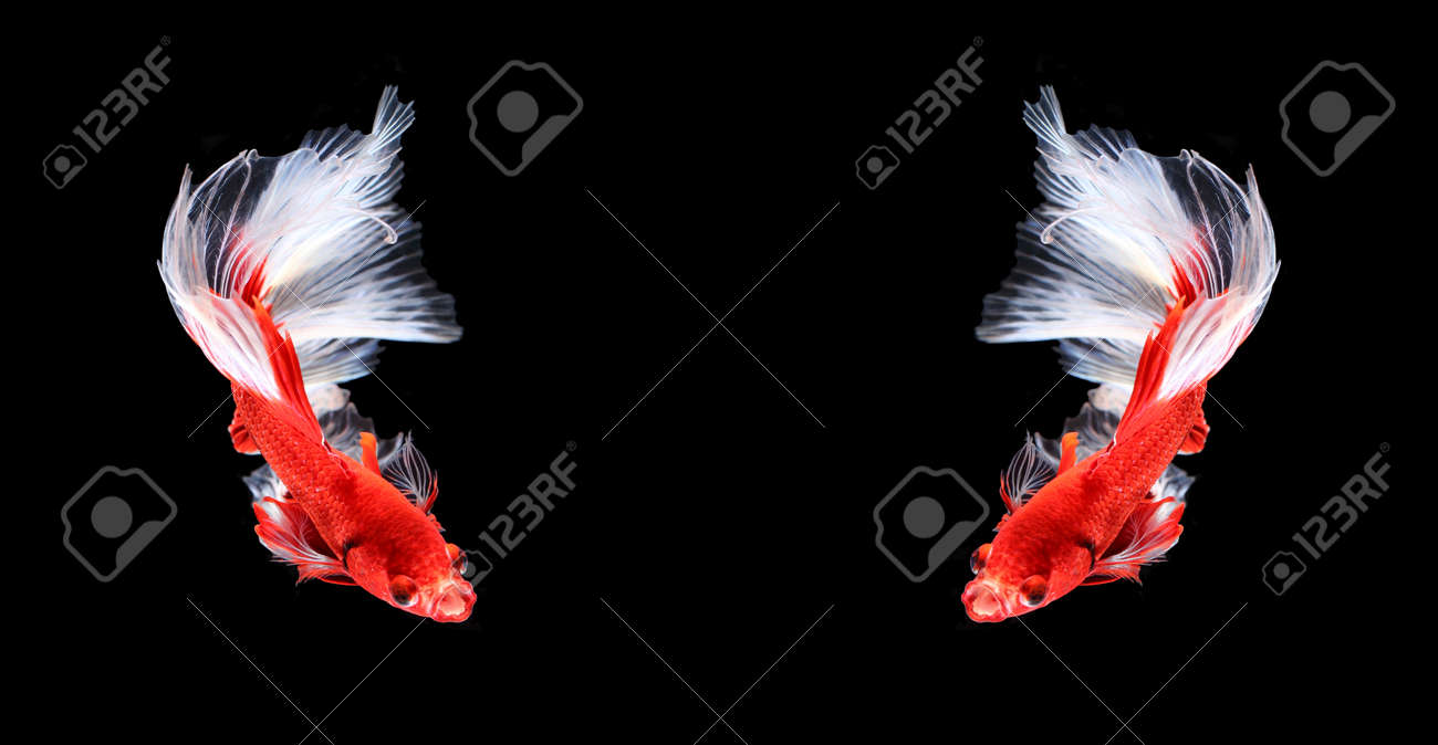 ハーフムーン 赤と白のシャムの戦いの魚 黒い背景に分離したツインの Betta の魚 の写真素材 画像素材 Image