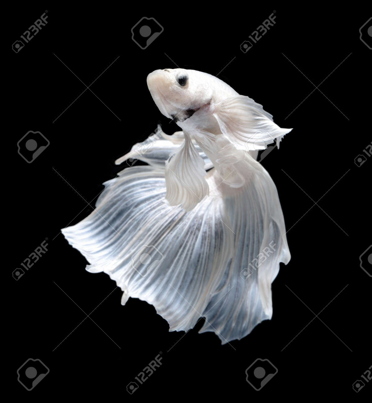 白プラット プラチナとシャムの戦いの魚 白いシャムの戦いの魚 黒い背景に分離の Betta の魚 の写真素材 画像素材 Image
