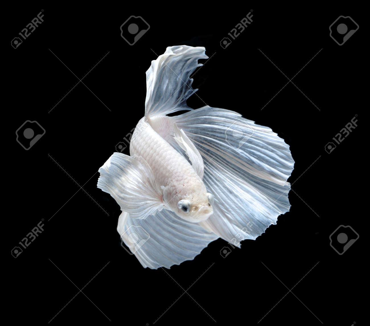白プラット プラチナとシャムの戦いの魚 白いシャムの戦いの魚 黒い背景に分離の Betta の魚 の写真素材 画像素材 Image