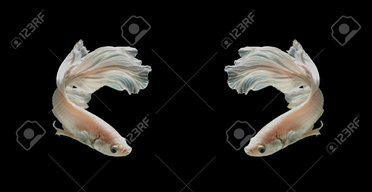 白プラット プラチナとシャムの戦いの魚 白いシャムの戦いの魚 黒い背景に分離の Betta の魚 の写真素材 画像素材 Image
