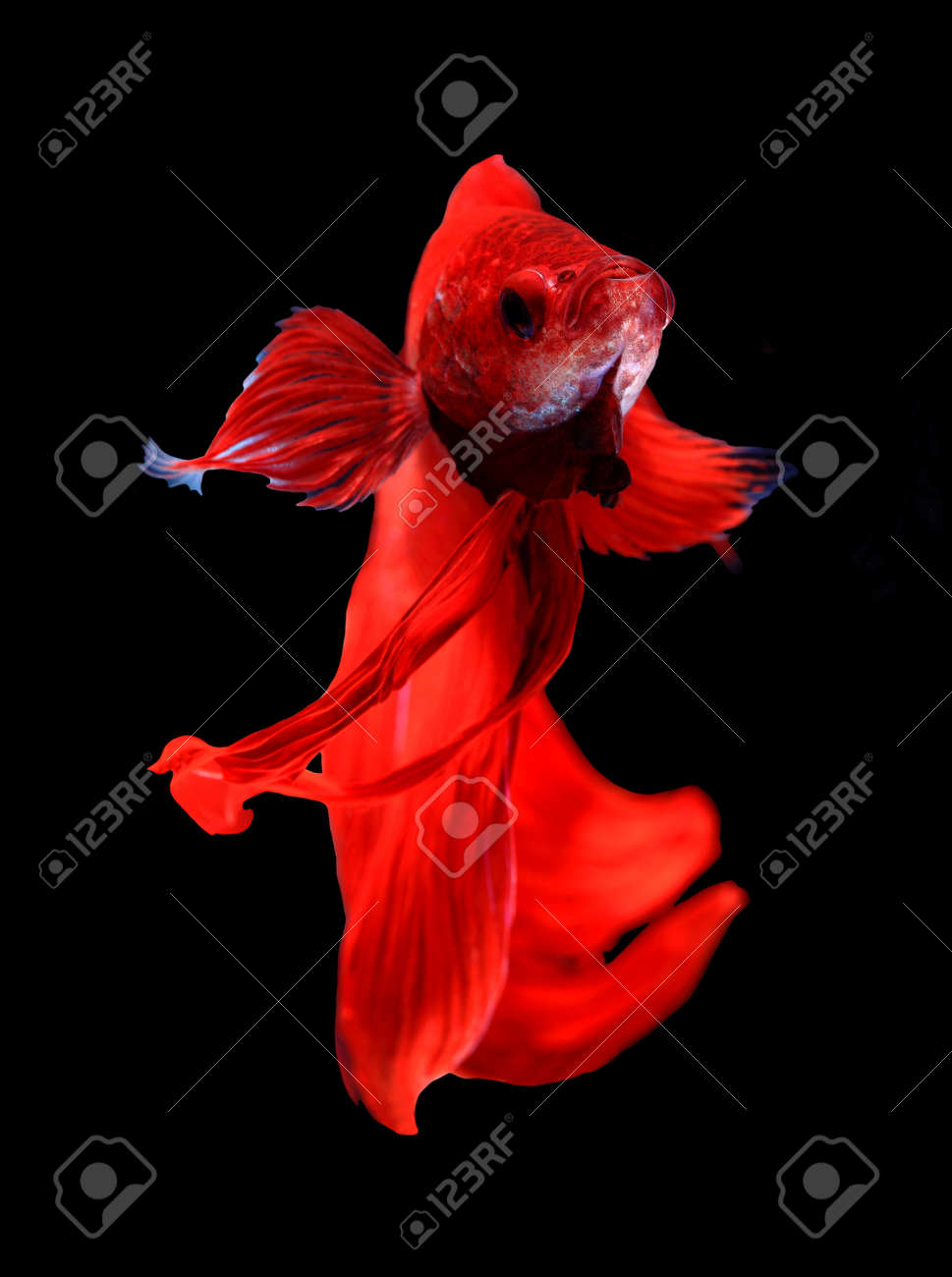 レッドドラゴン シャムトウギョ 黒の背景で隔離の Betta の魚 の写真素材 画像素材 Image レッドドラゴン シャムトウギョ 黒の背景で隔離の Betta の魚 の写真素材 画像素材 Image