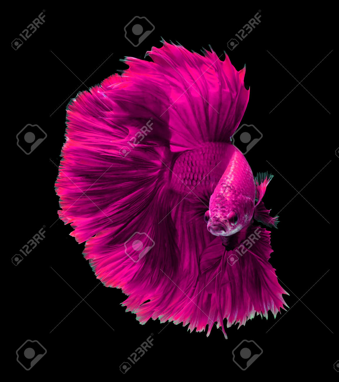 hot pink betta fish