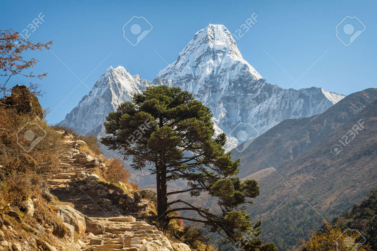 Single Tree On The Background Ama Dablam Mountain, Himalayas, Everest  Region, Nepal Stock Photo, Picture and Royalty Free Image. Image 133453863.