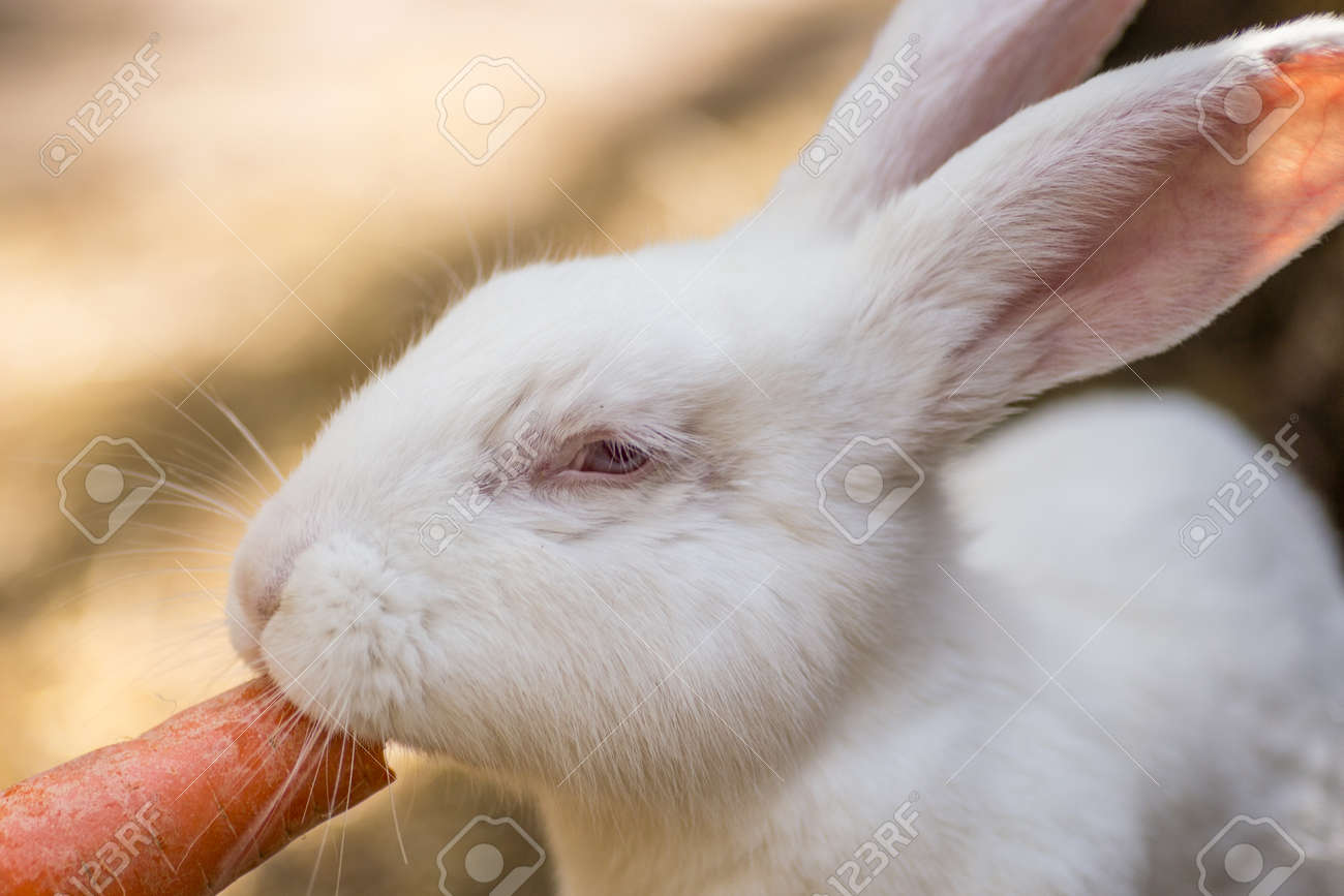 赤い目をした面白い小さな白いウサギがわらにニンジンを食べています の写真素材 画像素材 Image
