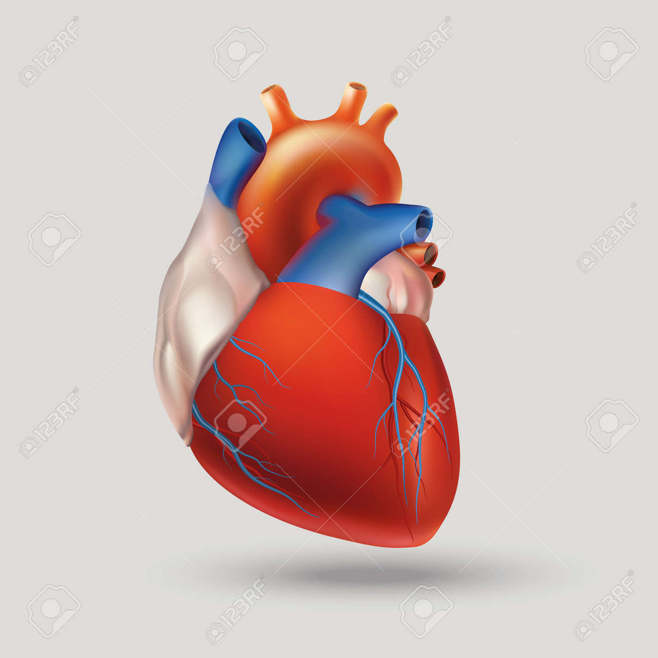 人間の心 リズミカルな収縮や拡張によって循環系に血液を送り出して