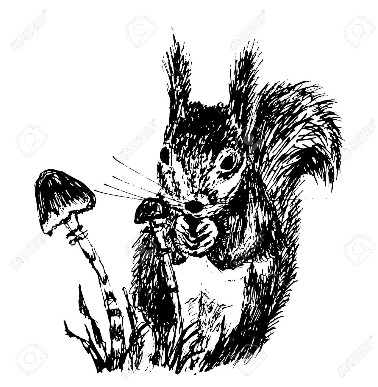 小さなリス スケッチ インク イラストのイラスト素材 ベクタ Image 小さなリス スケッチ インク イラストのイラスト素材 ベクタ Image