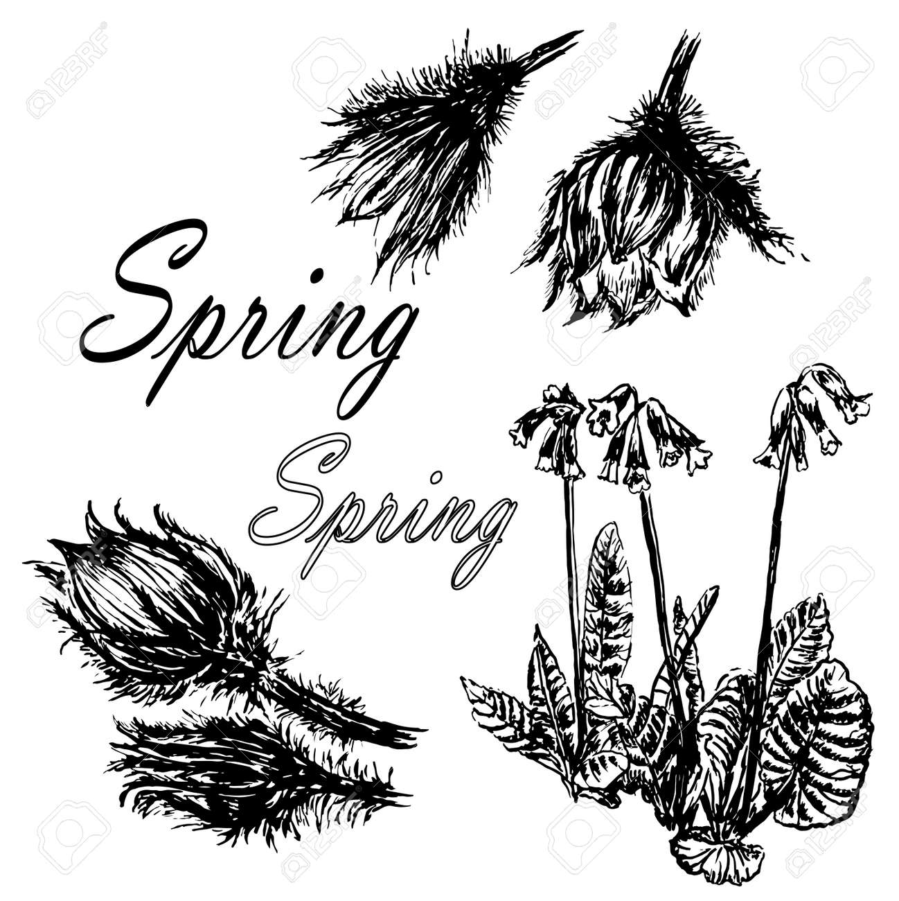 図面セットのコレクション森桜草の最初の春の花が手描きのベクトル図をスケッチのイラスト素材 ベクタ Image 図面セットのコレクション森桜草の最初の春の花が手描きのベクトル図をスケッチのイラスト素材 ベクタ Image