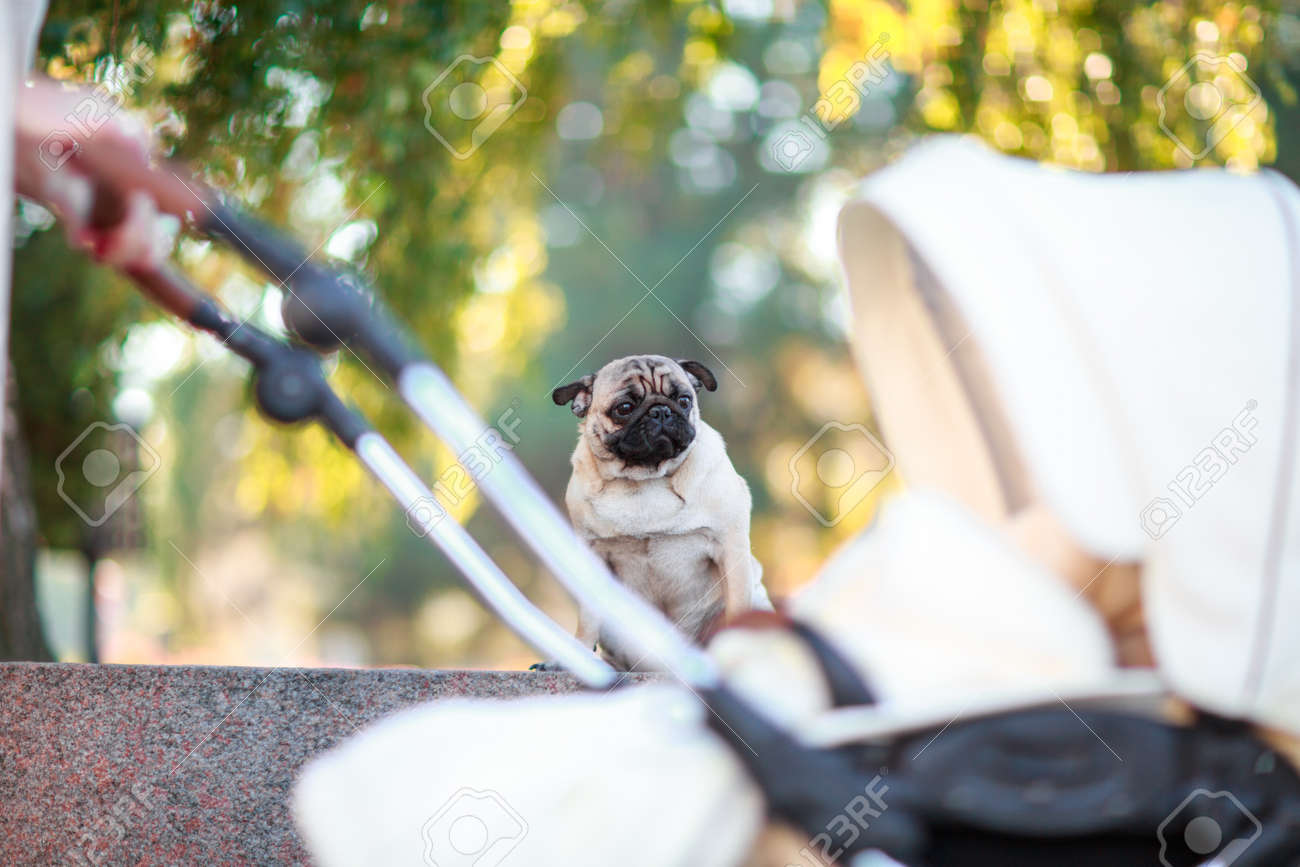 Pug in a shop pram