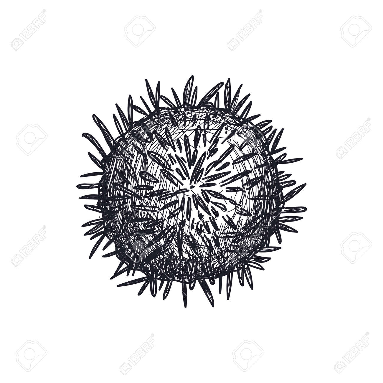 Sea Urchin Hand Drawn Icon Natural Fresh Seafood Sketch Restaurant Royalty Free Cliparts Vectors And Stock Illustration Image 78786119 If you would like to learn how to draw a sea urchin, then use this art tutorial. sea urchin hand drawn icon natural fresh seafood sketch restaurant