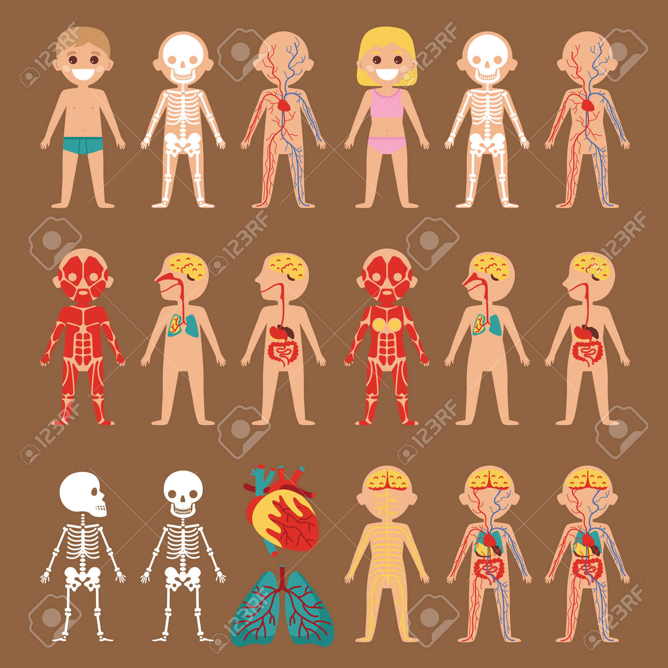 人間の体のシステムと解剖ポスター 骨格 筋肉 循環器 神経 消化器系 内臓アイコン医療人体生理学のインフォ グラフィック ベクトル イラストです の イラスト素材 ベクタ Image