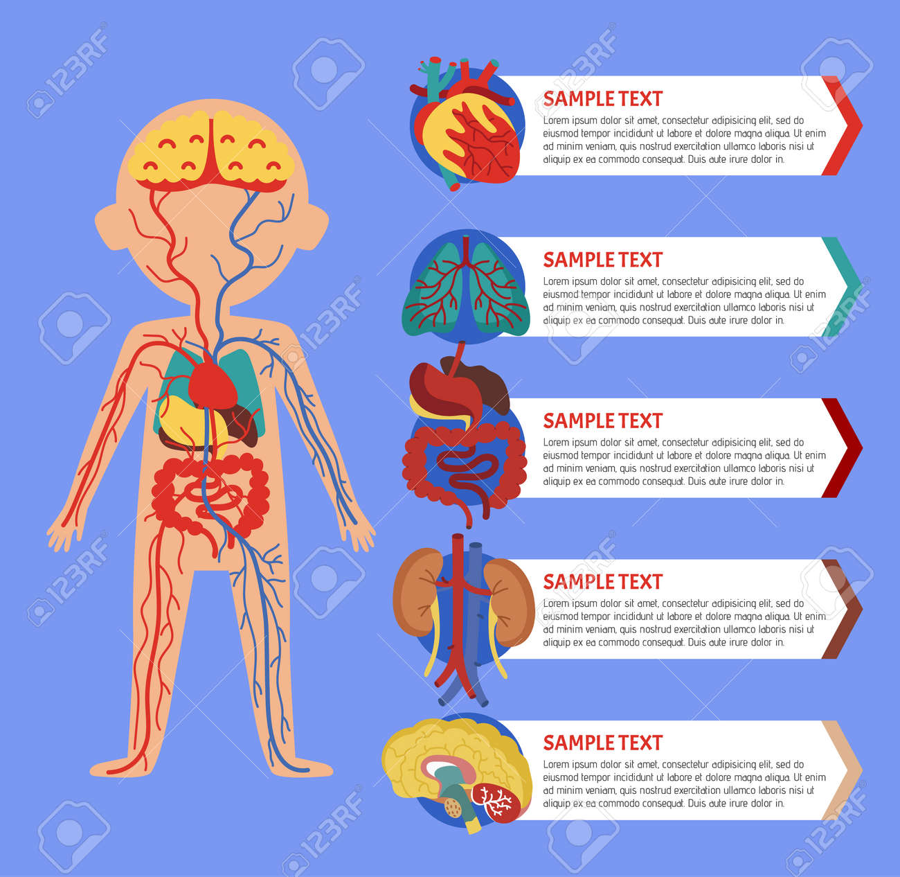 health medical poster with human body anatomy kidney lung medical poster