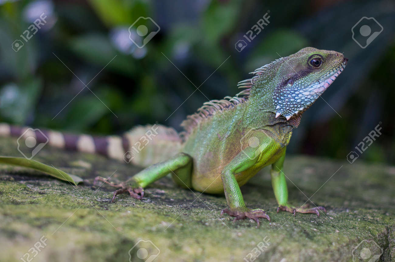 etiam-dictum-ipsum-a-felis