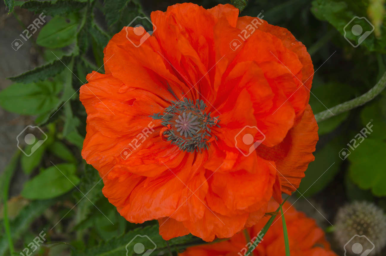 ヒナゲシの茎のディテール ケシの花はポピーとも呼ばれます の写真素材 画像素材 Image