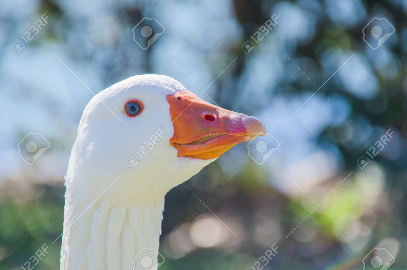 Detailansicht Eines Ganse Kopf Gans Geflugel Ganter Chen Haustier Lizenzfreie Fotos Bilder Und Stock Fotografie Image