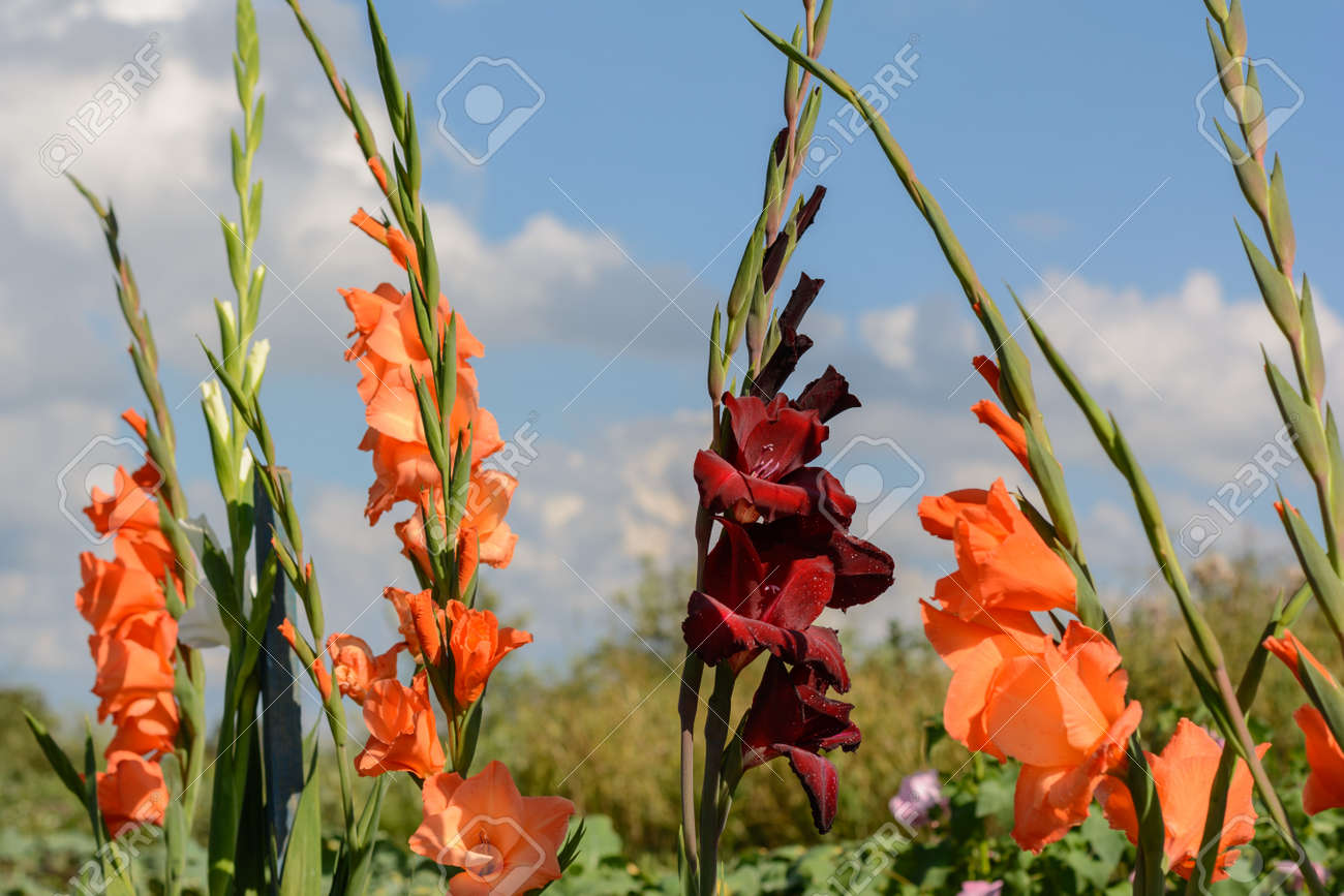 Gladiolas De Colores En Plena Floracion Flores Cortadas Fotos Retratos Imagenes Y Fotografia De Archivo Libres De Derecho Image 68800478