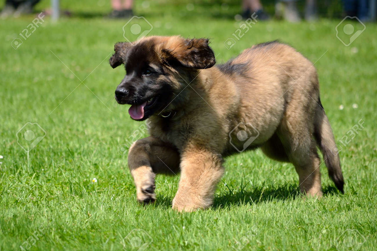 leonberger puppy