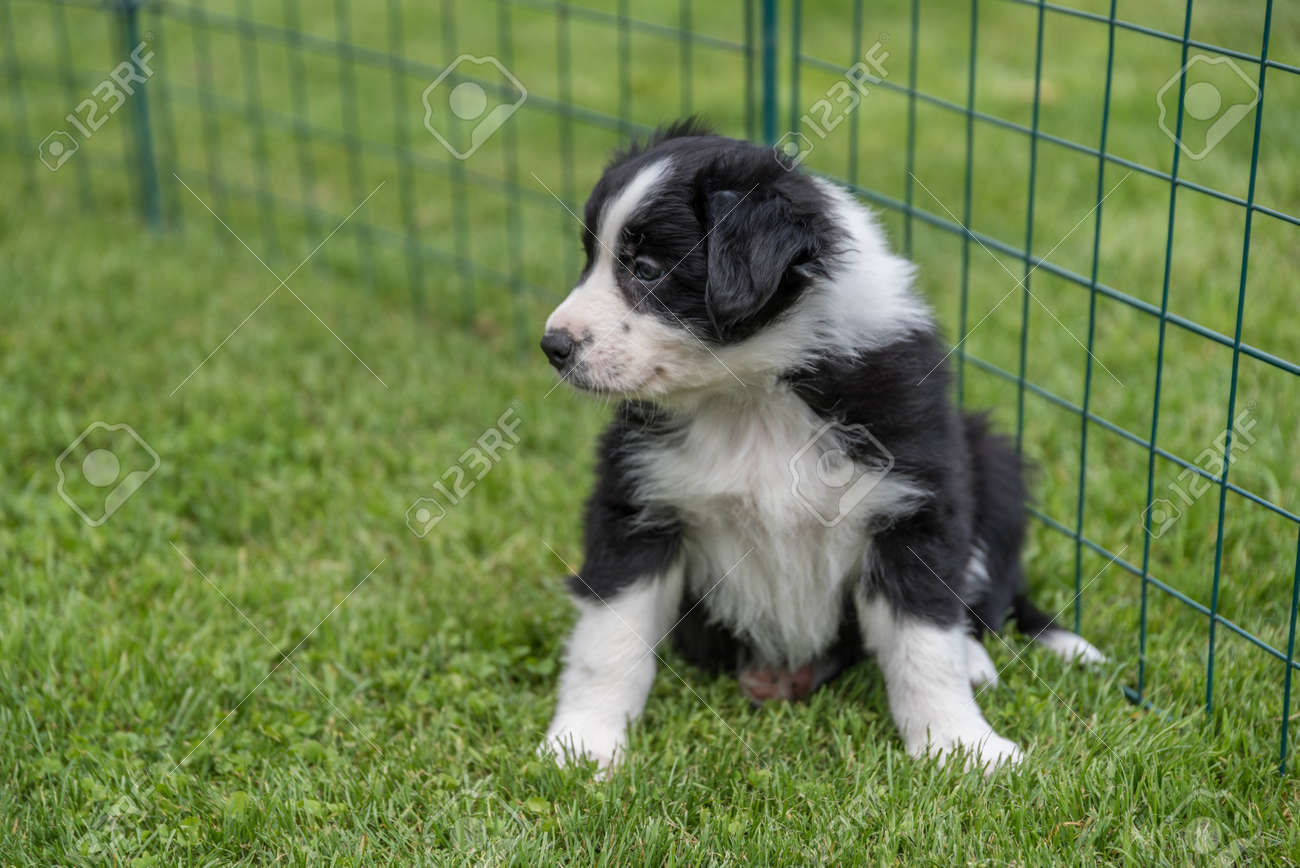 little australian shepherd