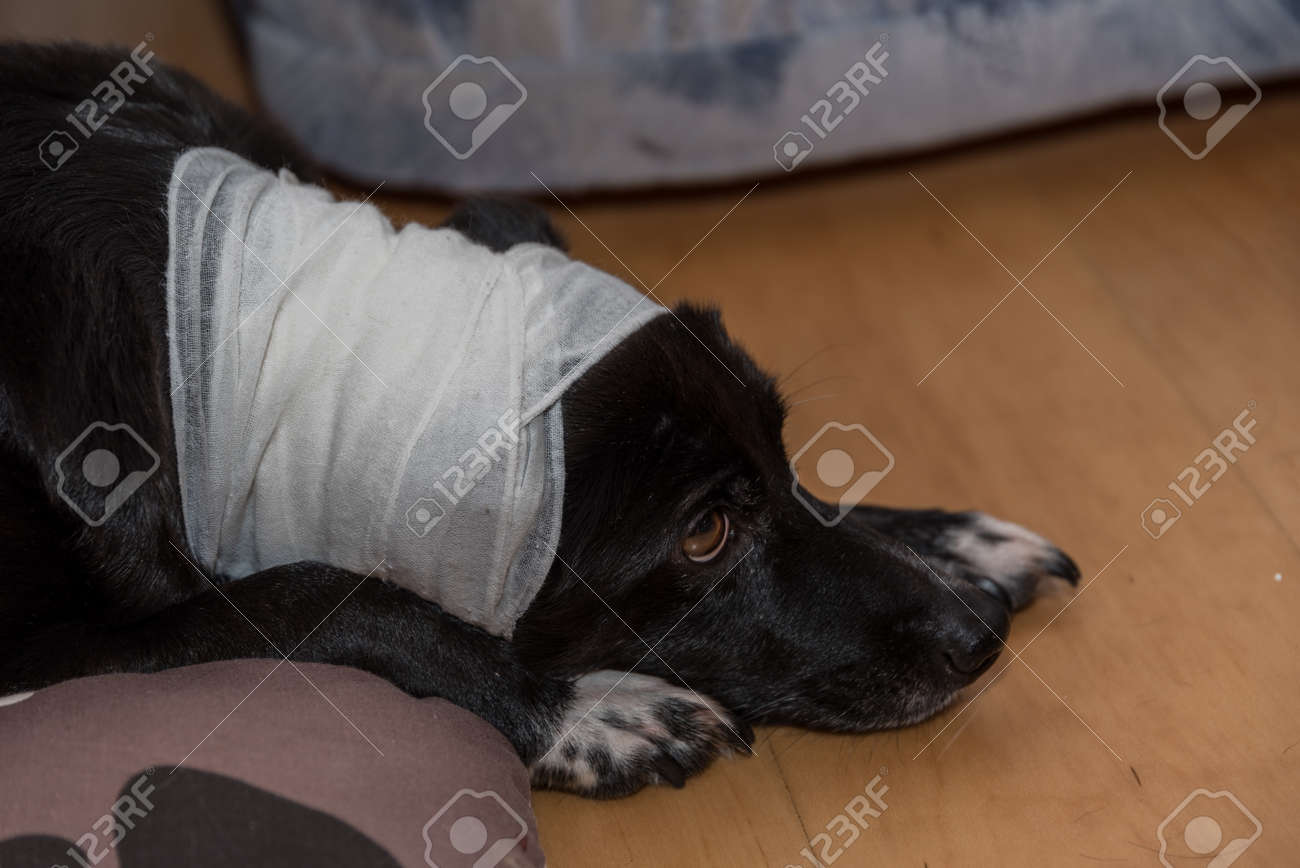 dog head bandage