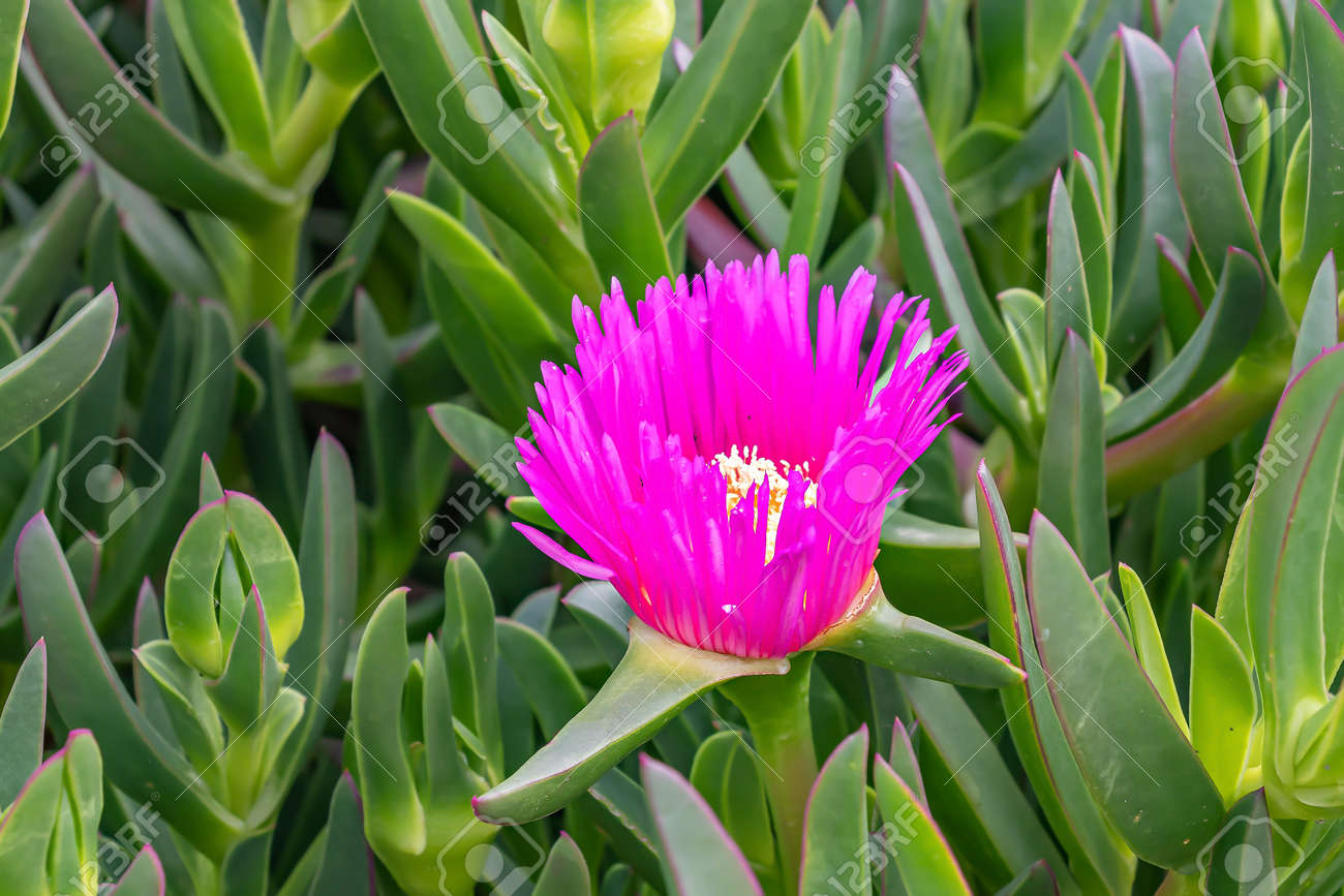Flor De Carpobrotus Chilensis O Carpobrotus Edulis. Flores De Higo De Mar Rosadas Y Amarillas Y Follaje Suculento Verde. La Planta De Hielo Es Una Planta Que Se Arrastra Por El Suelo Flor De Carpobrotus Chilensis O Carpobrotus Edulis. Flores De Higo De Mar Rosadas Y Amarillas Y Follaje Suculento Verde. La Planta De Hielo Es Una Planta Que Se Arrastra Por El Suelo