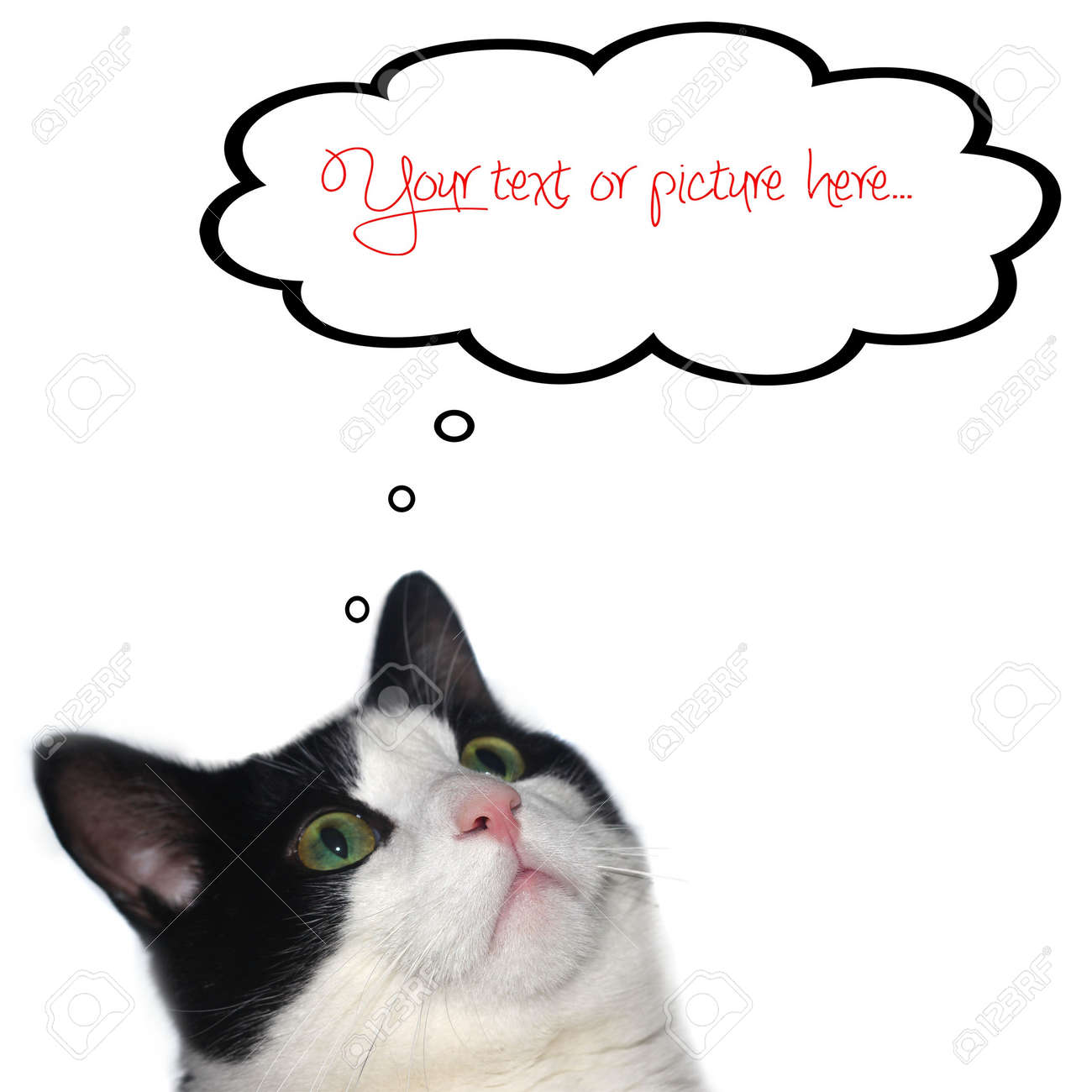 cat with thought bubble