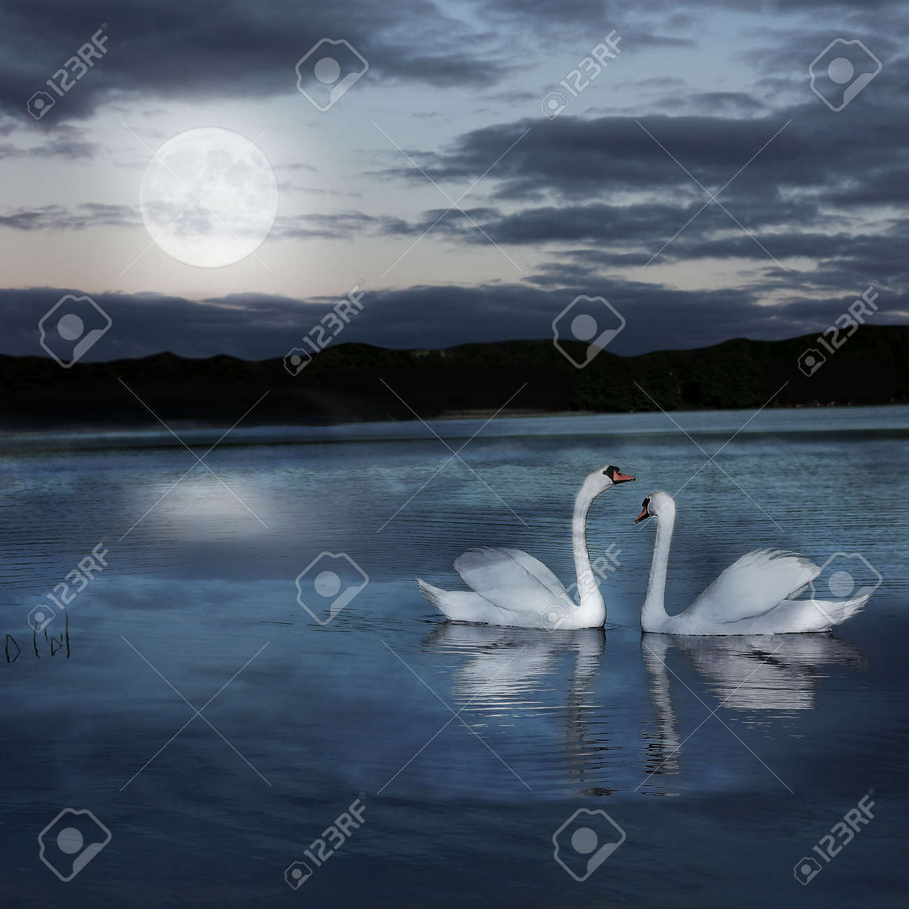 Swans By Moonlight >> Pair Of Swans At Night During The Full Moonlight Stock Photo Swans By Moonlight >> Pair Of Swans At Night During The Full Moonlight Stock Photo