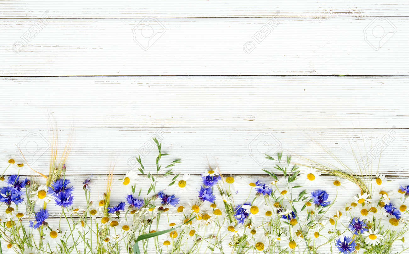 夏の野の花と木の背景にライ の写真素材 画像素材 Image