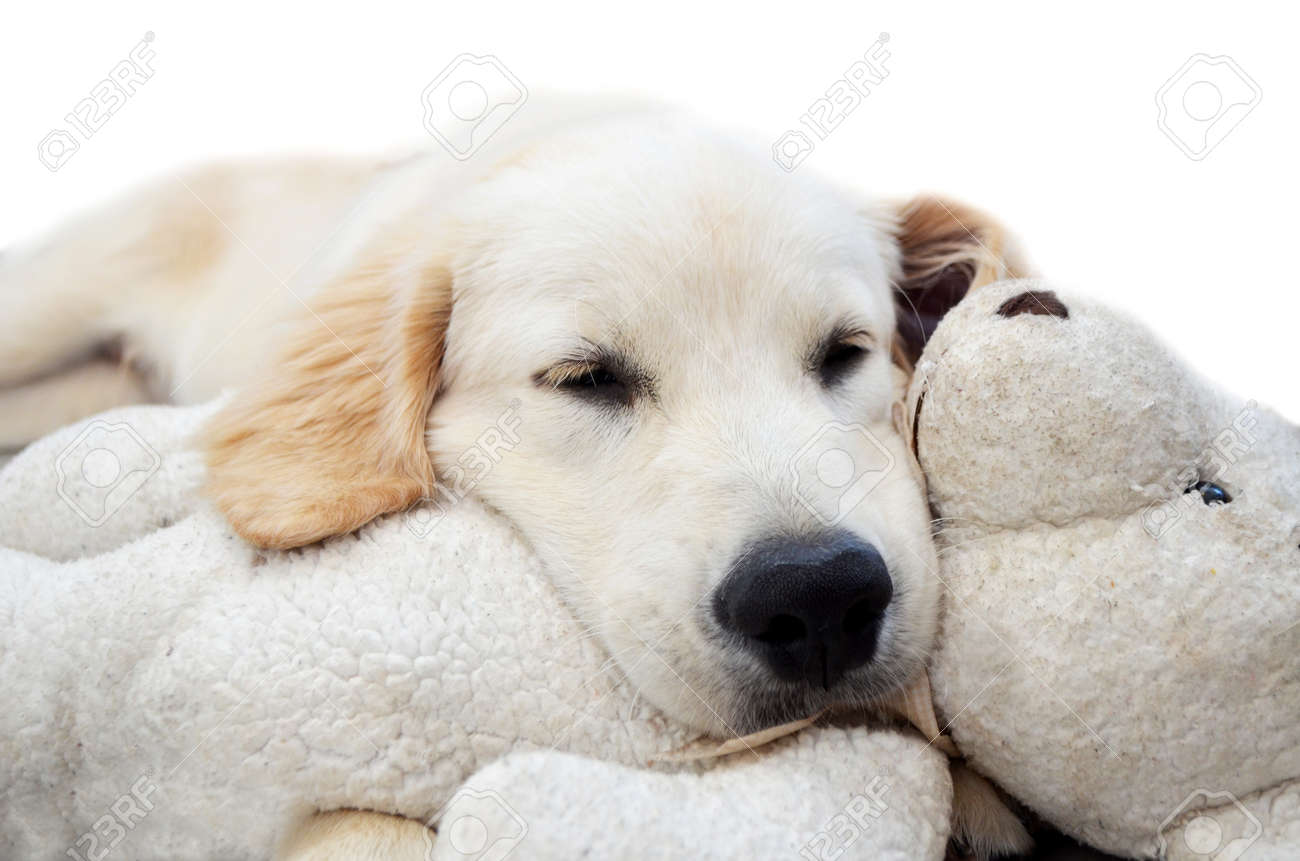 teddy bear golden retriever puppies