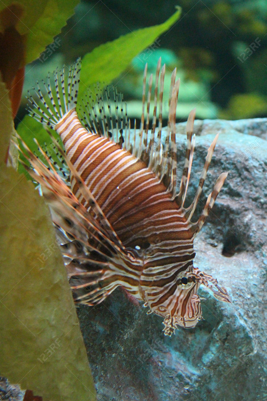 ミノカサゴ 水槽の中に孤独な魚が浮かんでいます 有毒魚は茶色で ストライプのカラーリング 多くの美しく 危険なフィン の写真素材 画像素材 Image