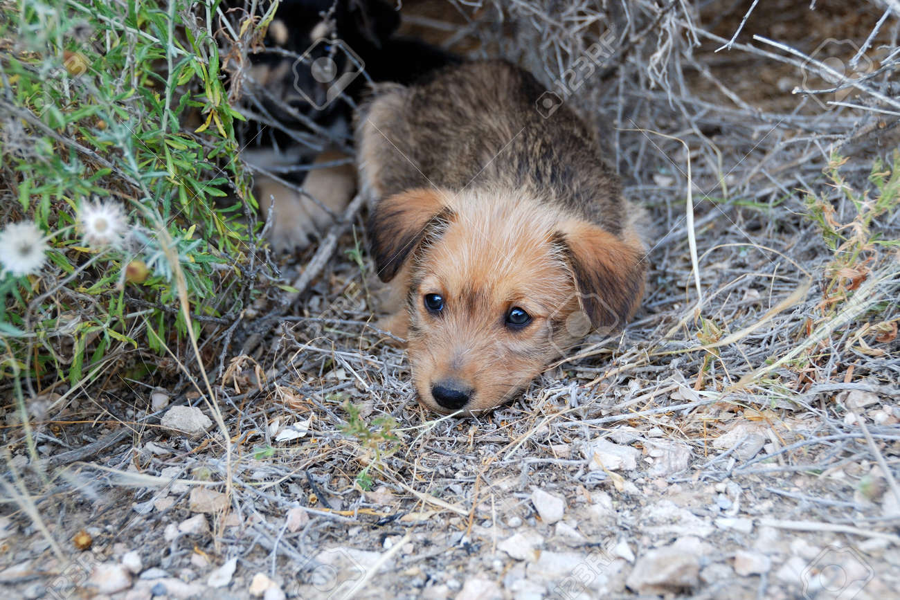 stop your cat from scratching furniture