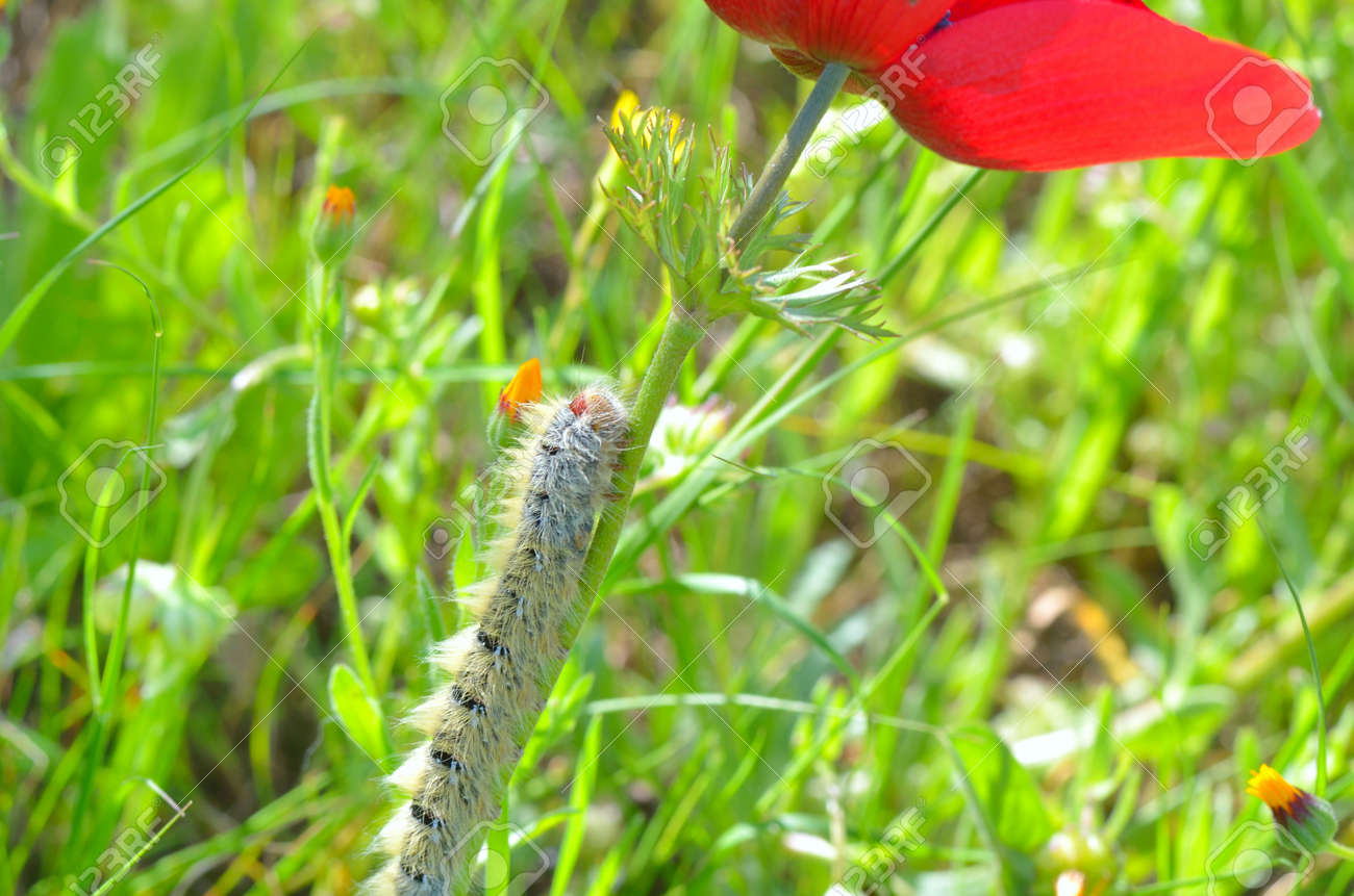 アネモネの花 アネモネ冠状 春の砂漠の虫 の写真素材 画像素材 Image