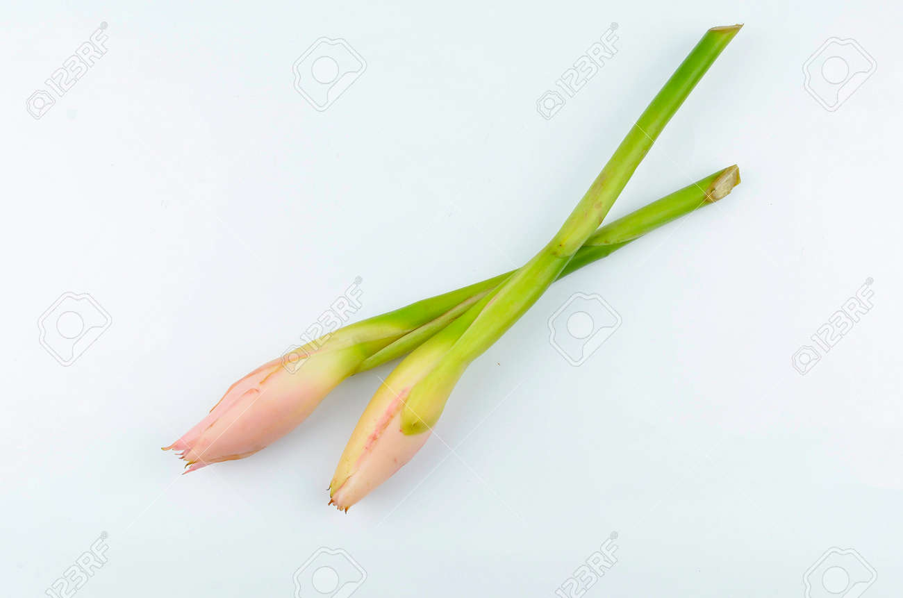Bunga Kantan Or Torch Ginger Flower Of Etlingera Herb On White Background Stock Photo Picture And Royalty Free Image Image 151322933