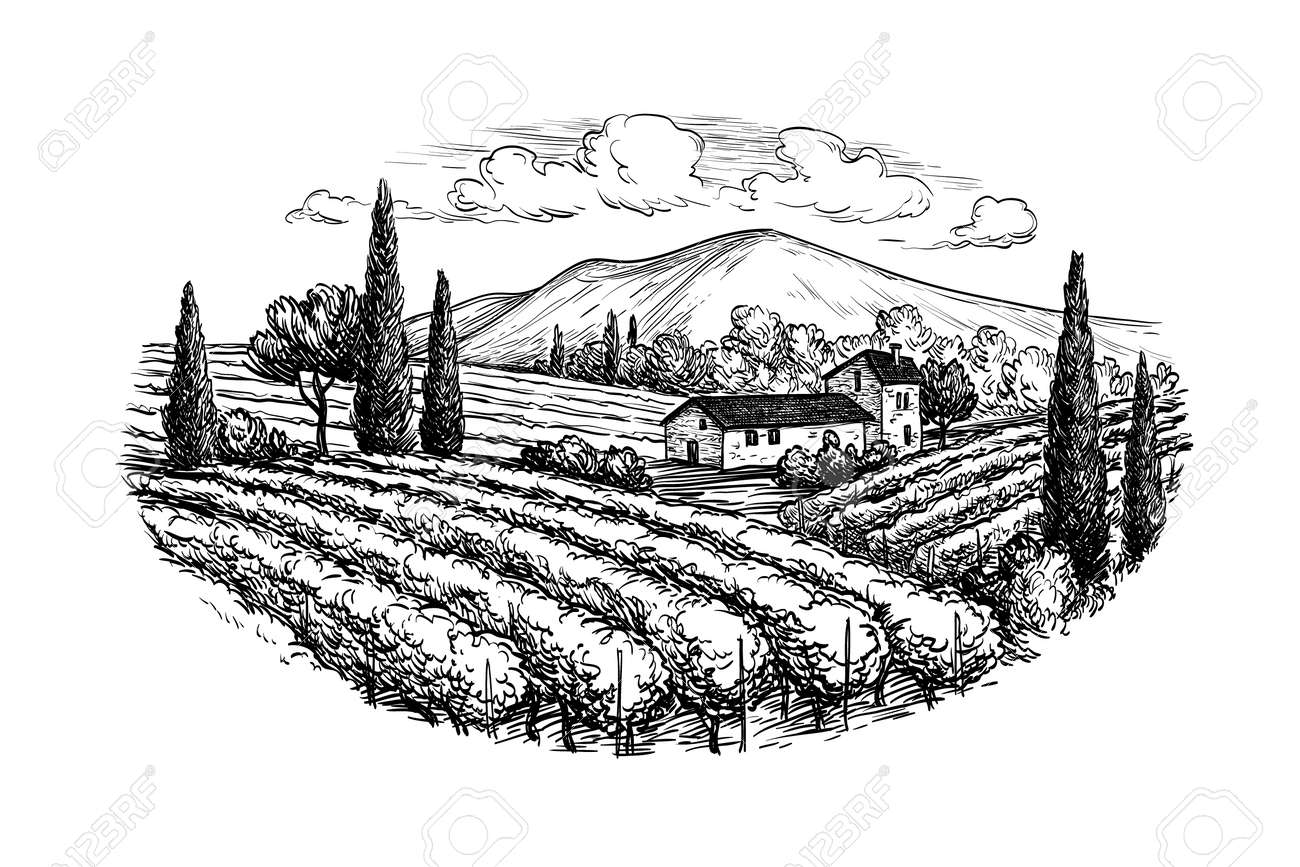 Hand drawn vineyard landscape. Isolated on white background. Vintage style vector illustration. - 64260152 Hand drawn vineyard landscape. Isolated on white background. Vintage style vector illustration. - 64260152