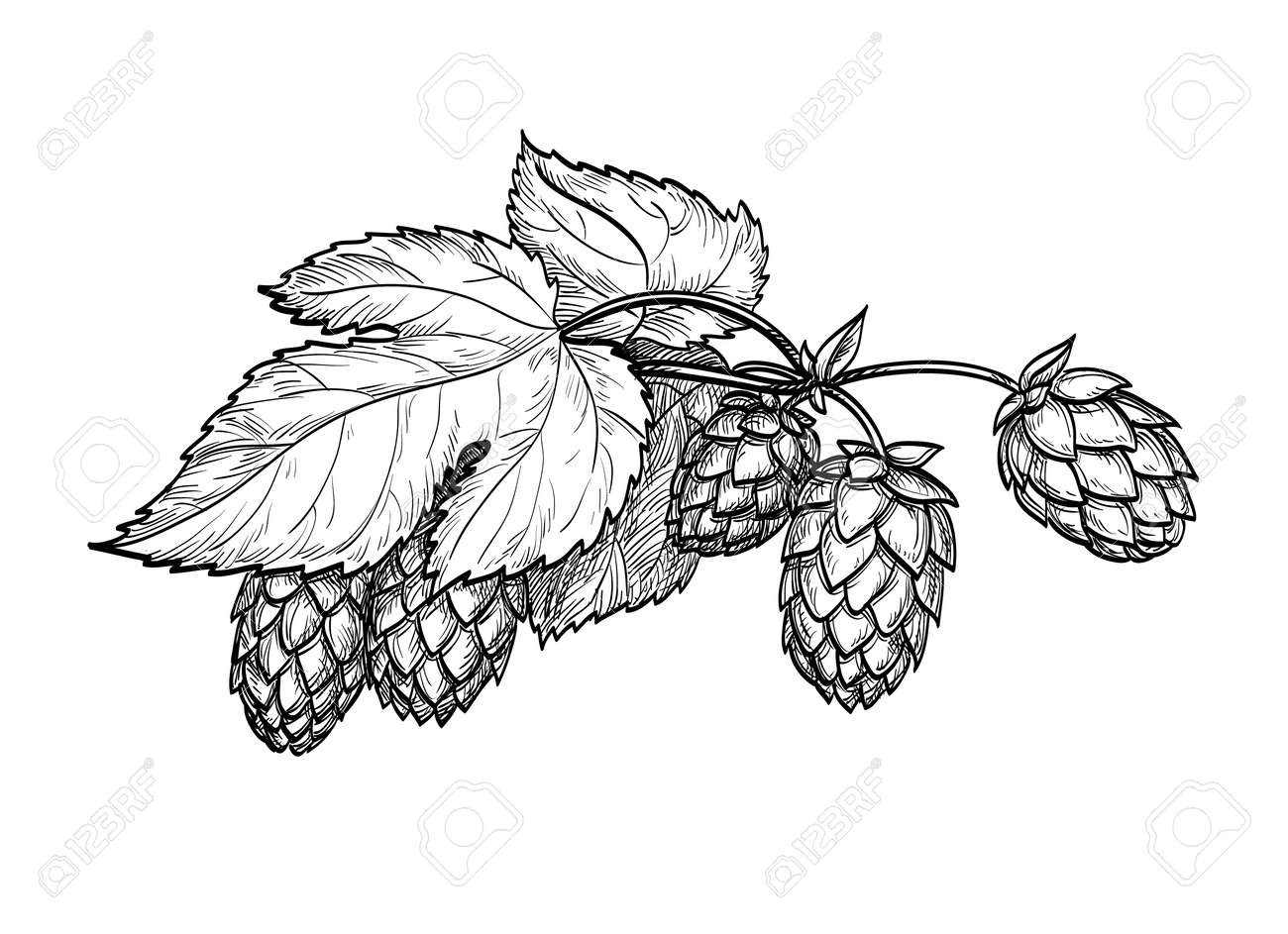 Hand drawn vector illustration of hops. Isolated on white background Hand drawn vector illustration of hops. Isolated on white background