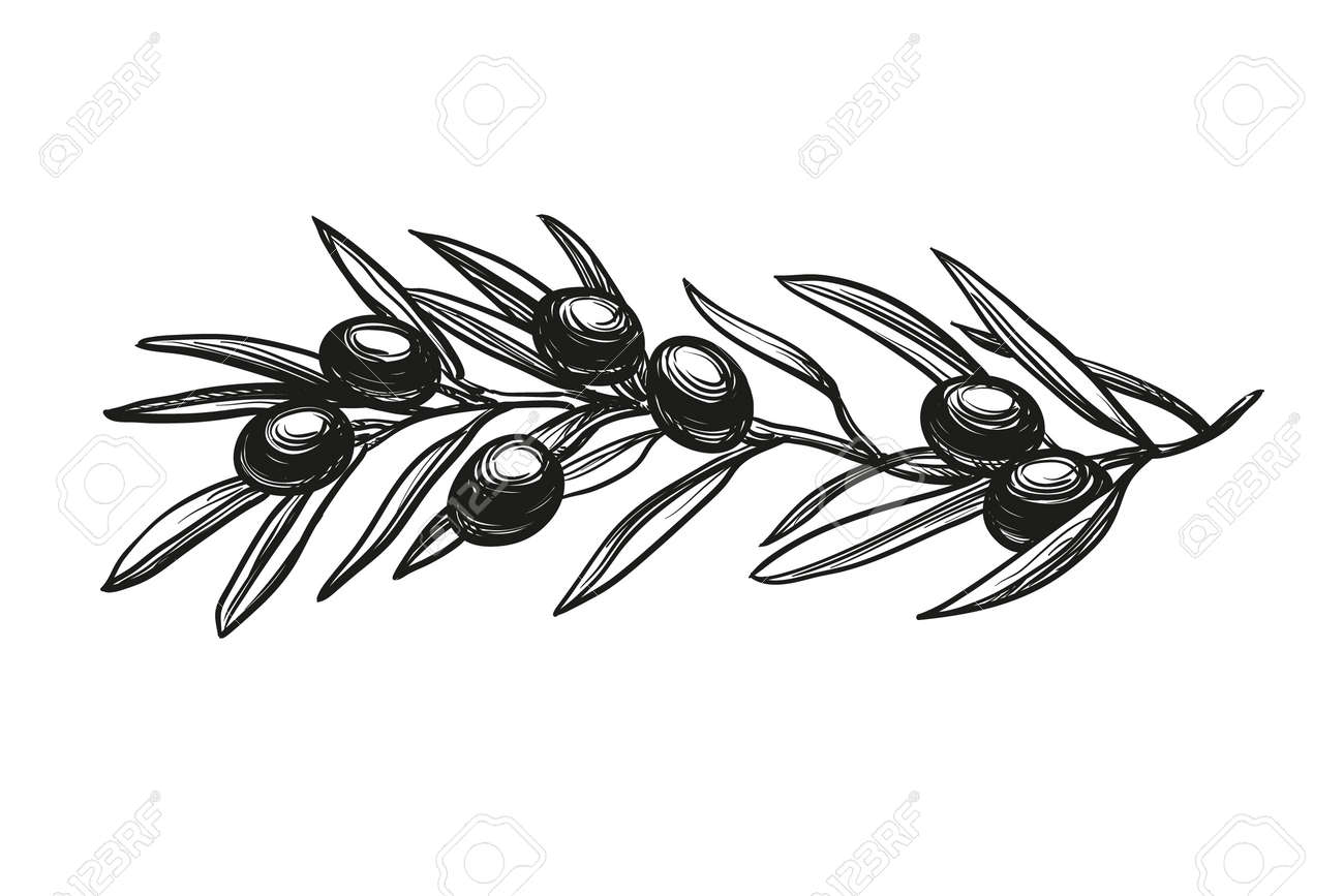 オリーブの枝のベクトル イラストのイラスト素材 ベクタ Image