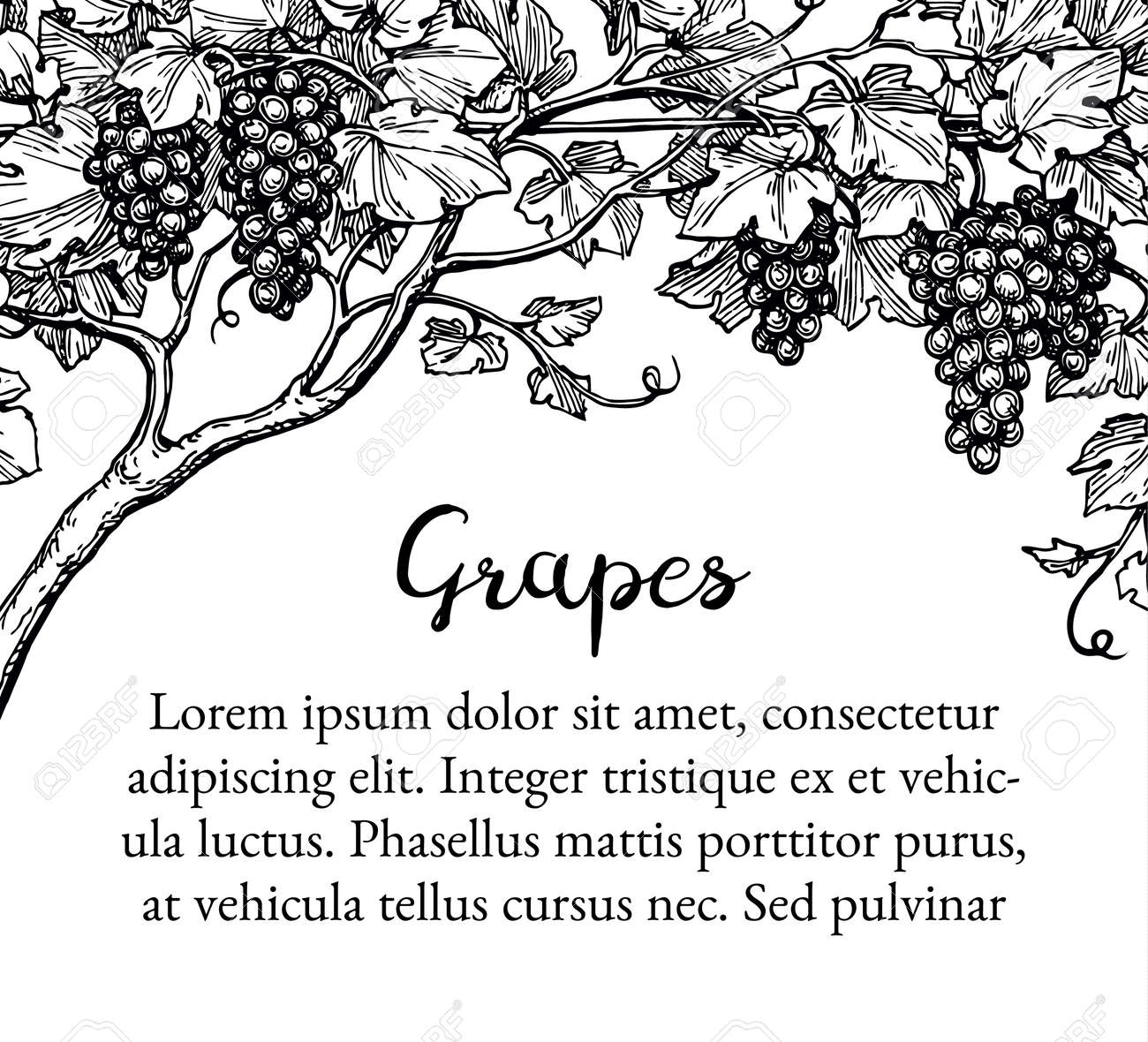 バナー テンプレート 手には ぶどうのベクトル イラストが描かれました つるのスケッチ のイラスト素材 ベクタ Image