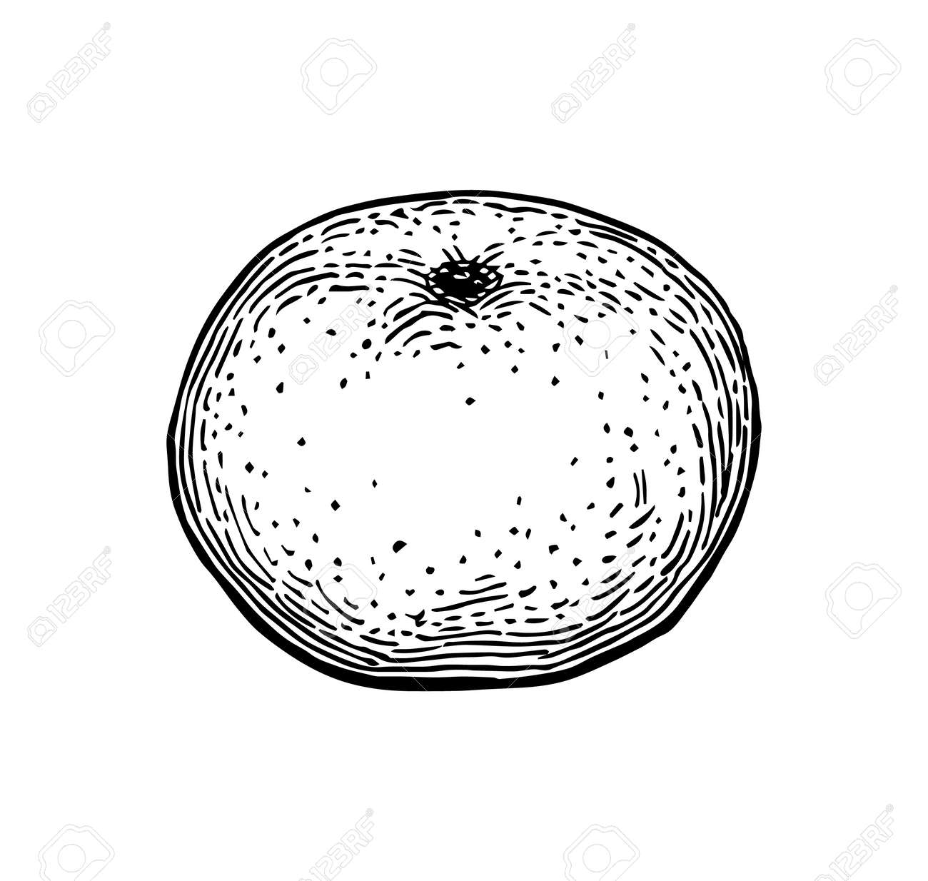 みかんのインクスケッチ 白い背景に隔離されています 手描きベクトルイラスト レトロなスタイル のイラスト素材 ベクタ Image