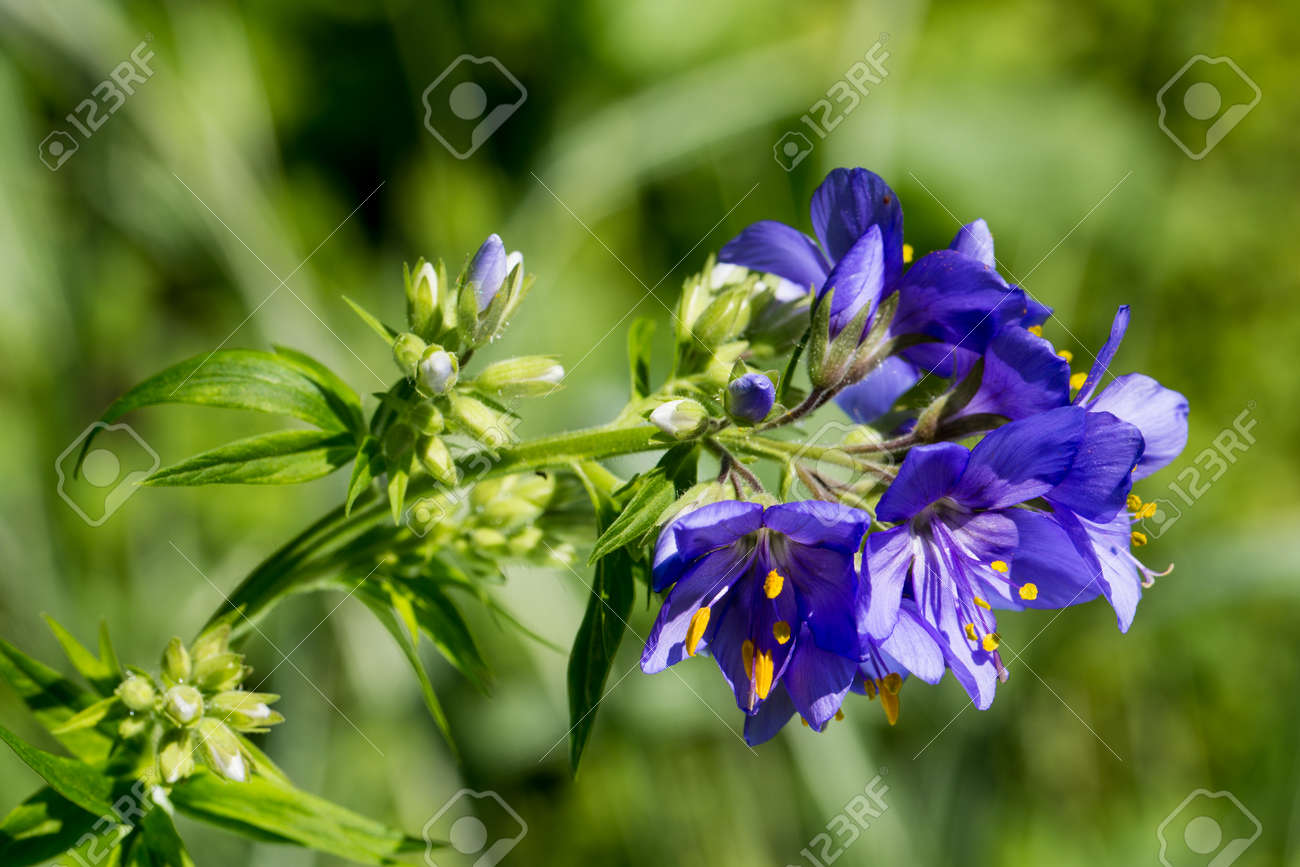 花ハナシノブ カエルレウムのマクロ写真 の写真素材 画像素材 Image 6967