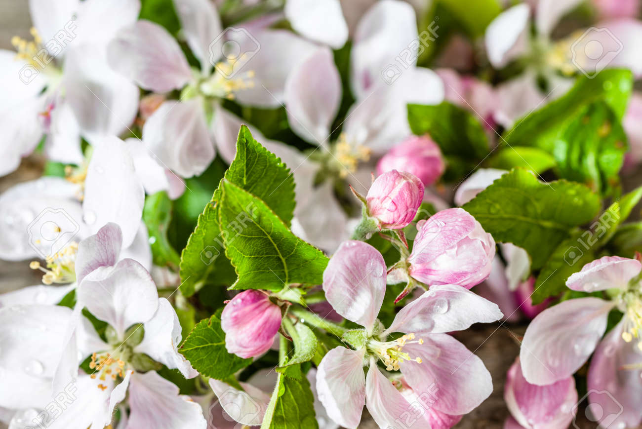 Download 500 Wallpaper Apple Blossom Gratis Download 500 Wallpaper Apple Blossom Gratis