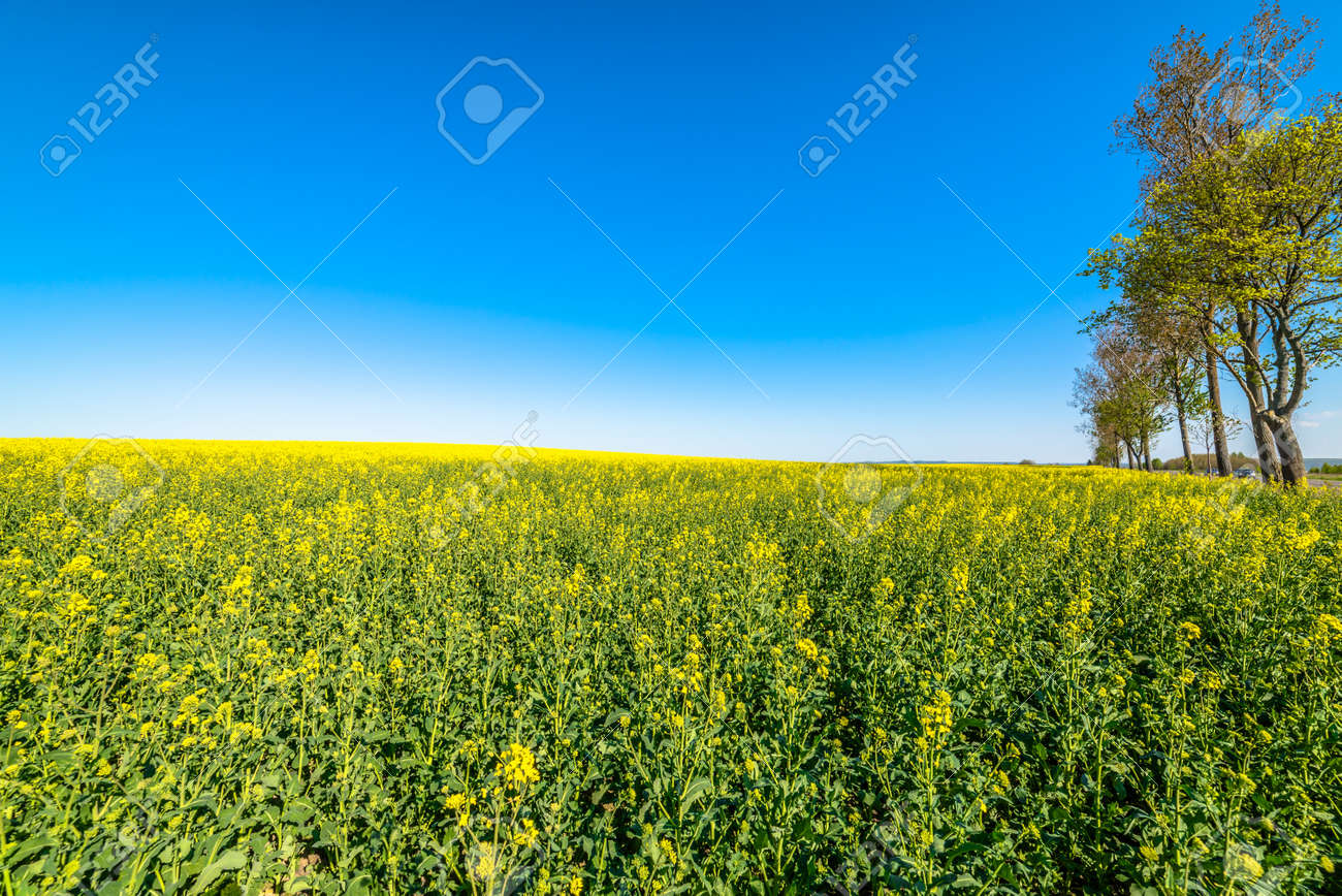 壁紙 春の黄色の菜の花畑 ポーランドでの農地の風景です の写真素材 画像素材 Image