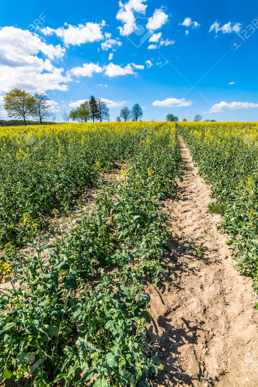 地平線上のパス 青い空と黄色の油糧種子の菜の花畑 の写真素材 画像素材 Image