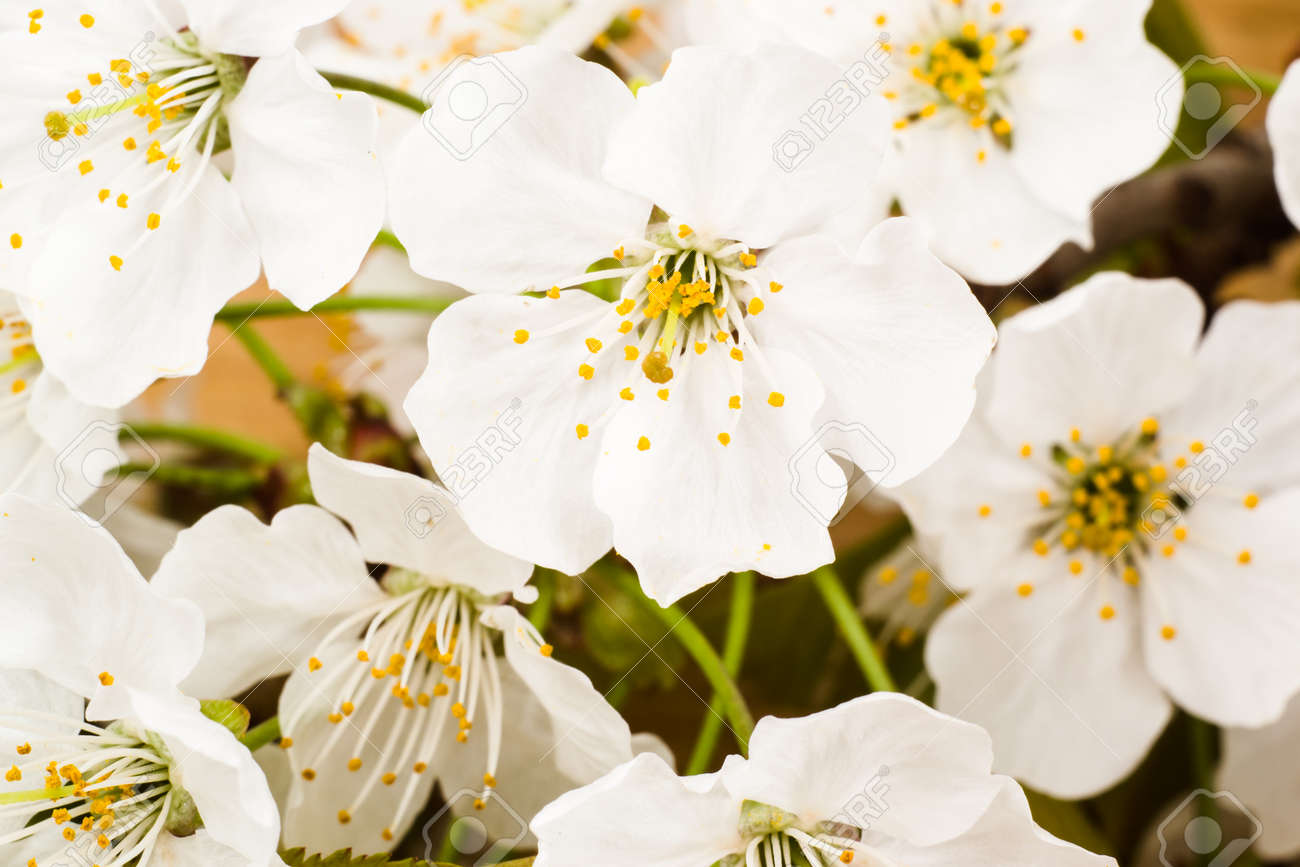 春の花 白い花びらの背景マクロ の写真素材 画像素材 Image