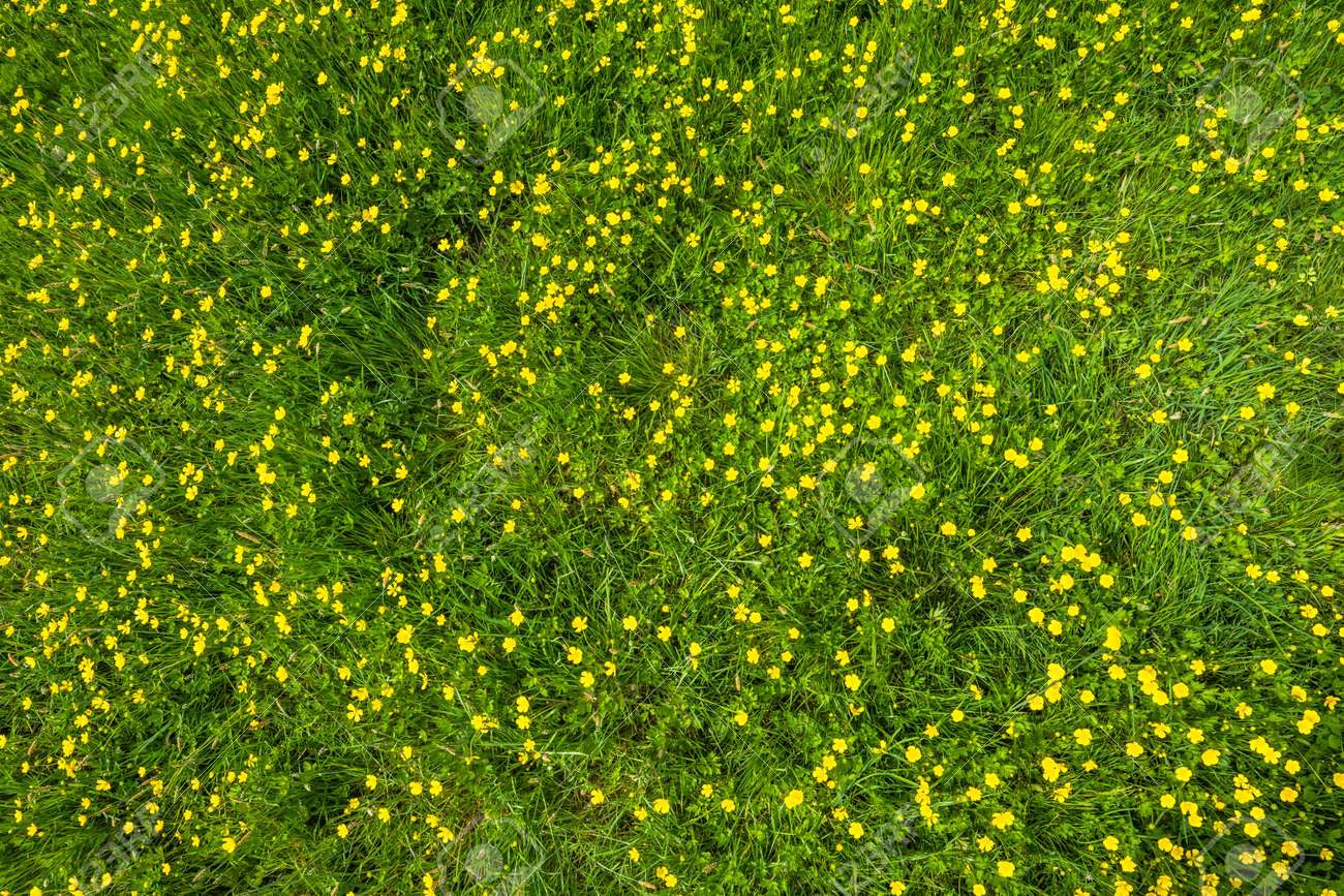 wild flowers texture of