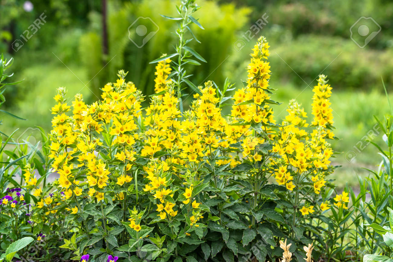 Beautiful Summer Flowers In The Garden - Yellow Loosestrife, (Lysimachia  Punctata) Stock Photo, Picture and Royalty Free Image. Image 71105259., image size:1300x868