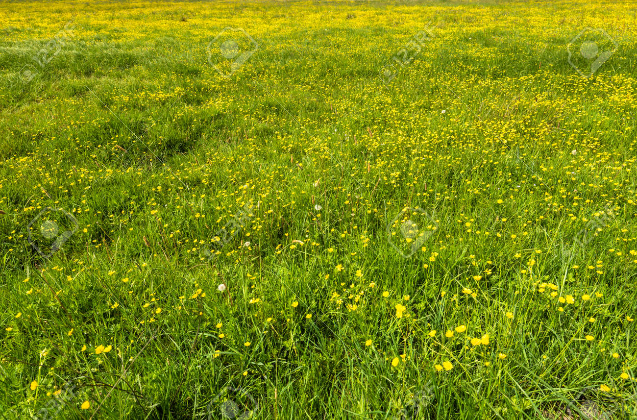 春には 緑の野原 花 黄色のキンポウゲの草のテクスチャの背景 の写真素材 画像素材 Image 春には 緑の野原 花 黄色のキンポウゲの草のテクスチャの背景 の写真素材 画像素材 Image