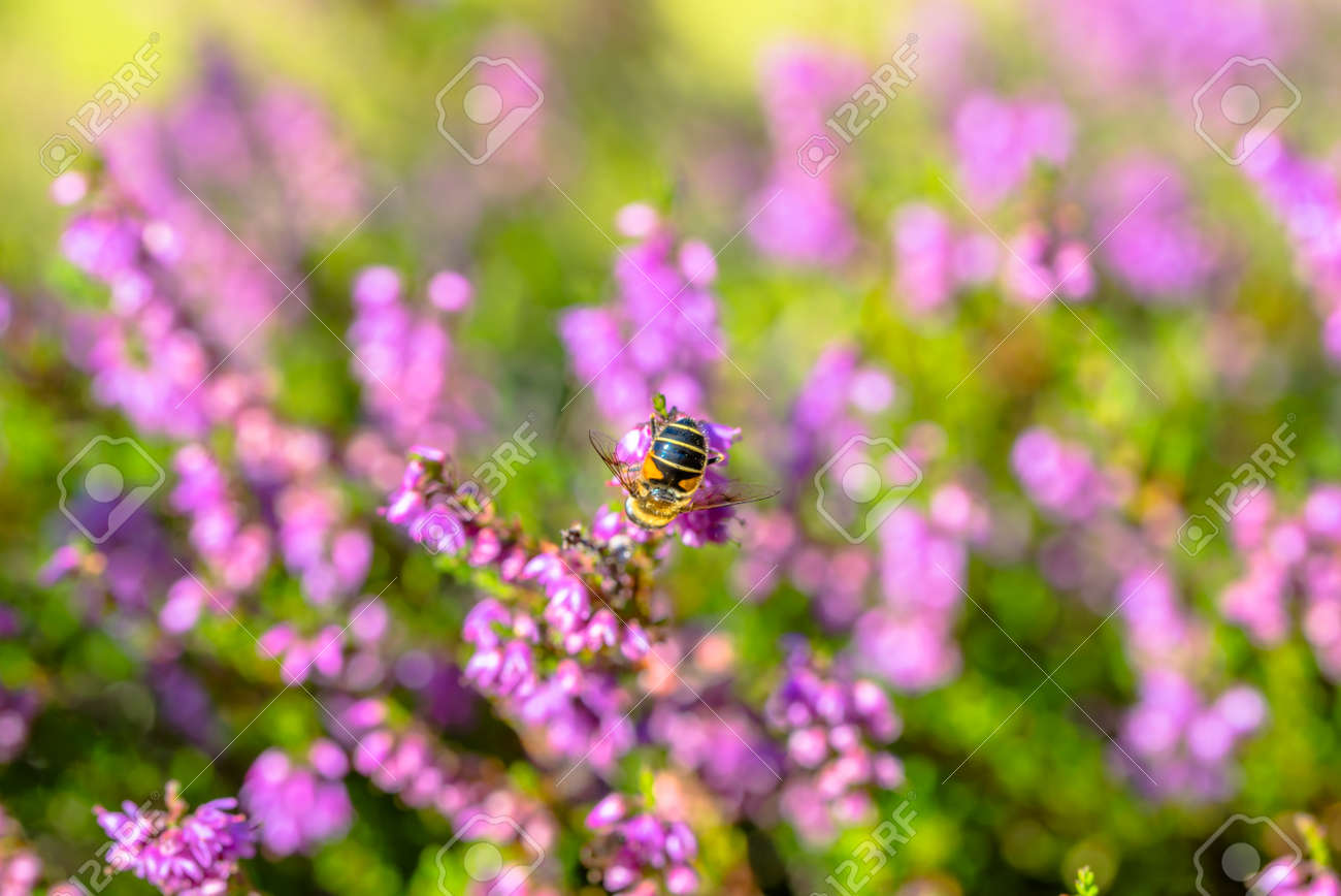 Beautiful Autumn Wallpaper With Bee On Heather Flowers, Macro, Fall In  Poland Stock Photo, Picture and Royalty Free Image. Image 74583840., image size:1300x868