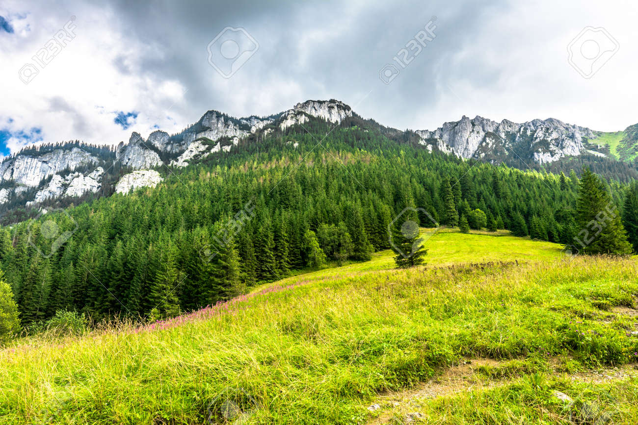 春 新鮮な草と緑の森 タトラ山脈 カルパティア山脈 ポーランドの山の風景 の写真素材 画像素材 Image
